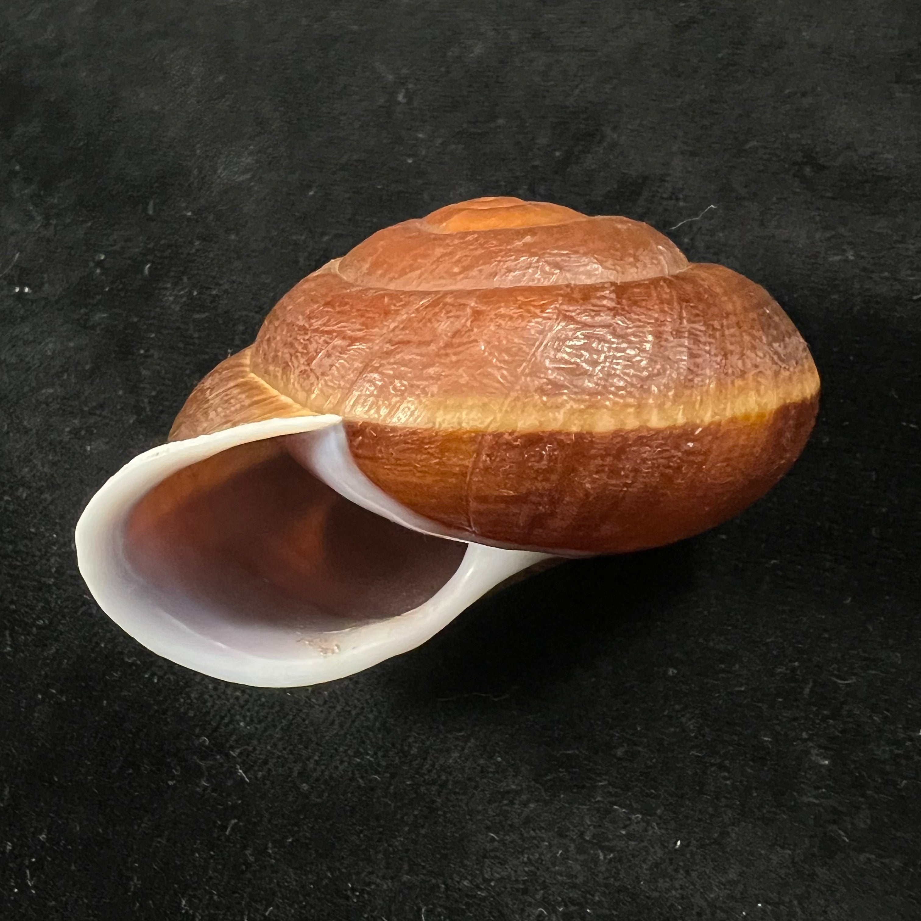 Camaena obtecta (H. Fischer, 1898) - 59,7mm