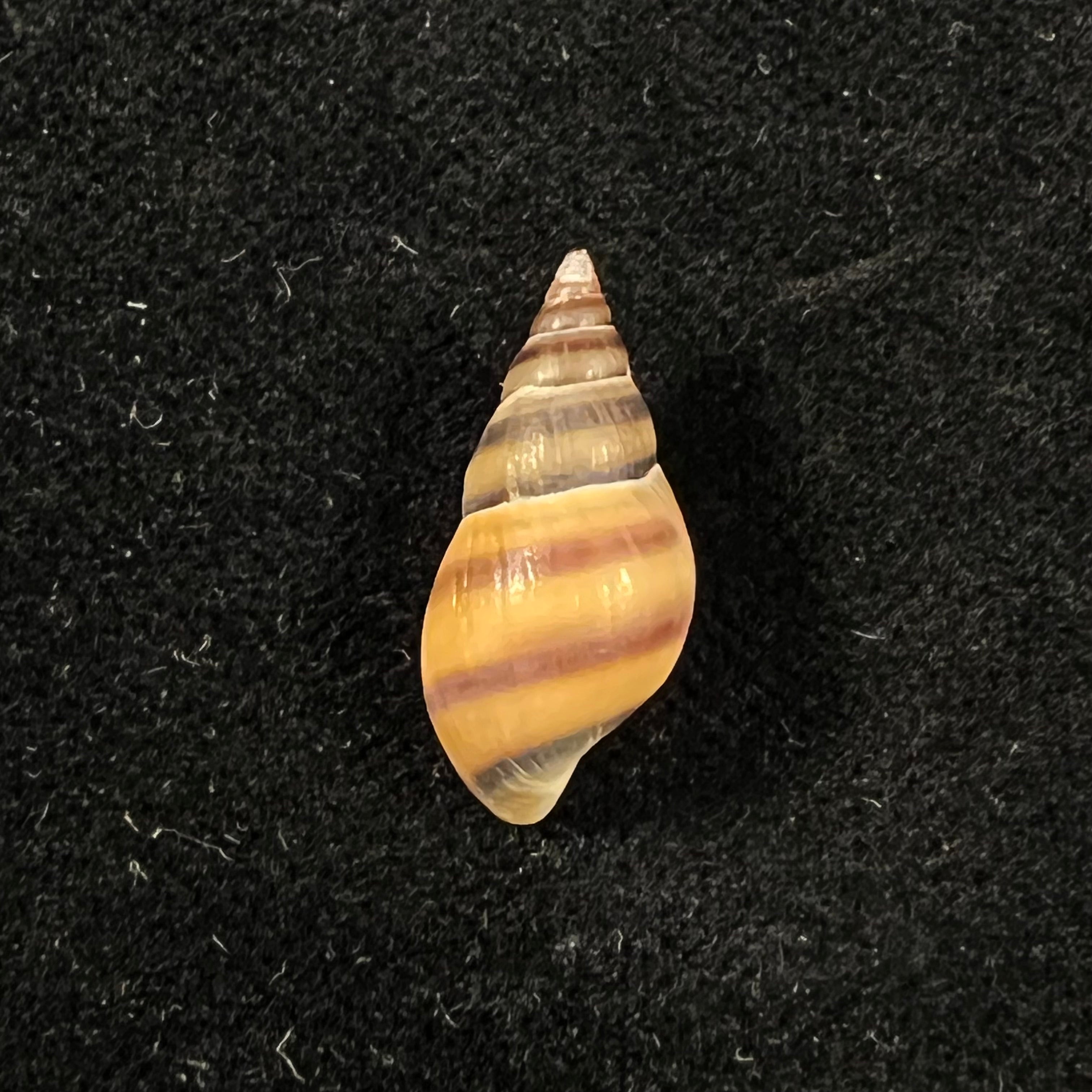 Koreoleptoxis sp - 18,3mm