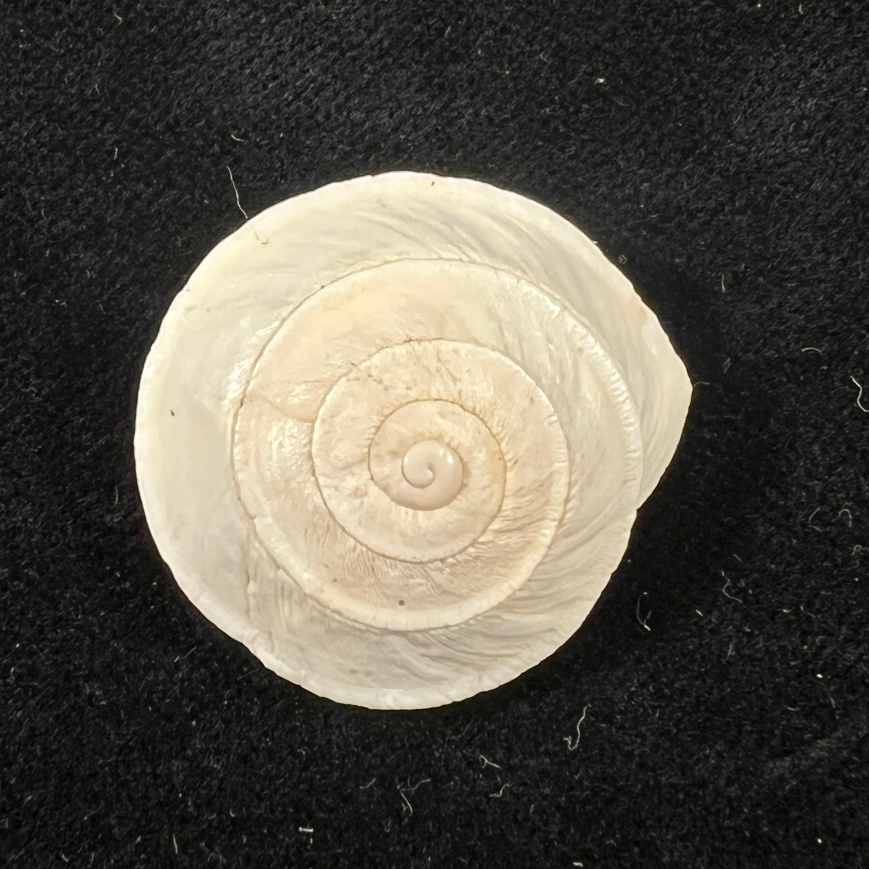 Sphincterochila pardoi Llabador, 1950 - 28,7mm