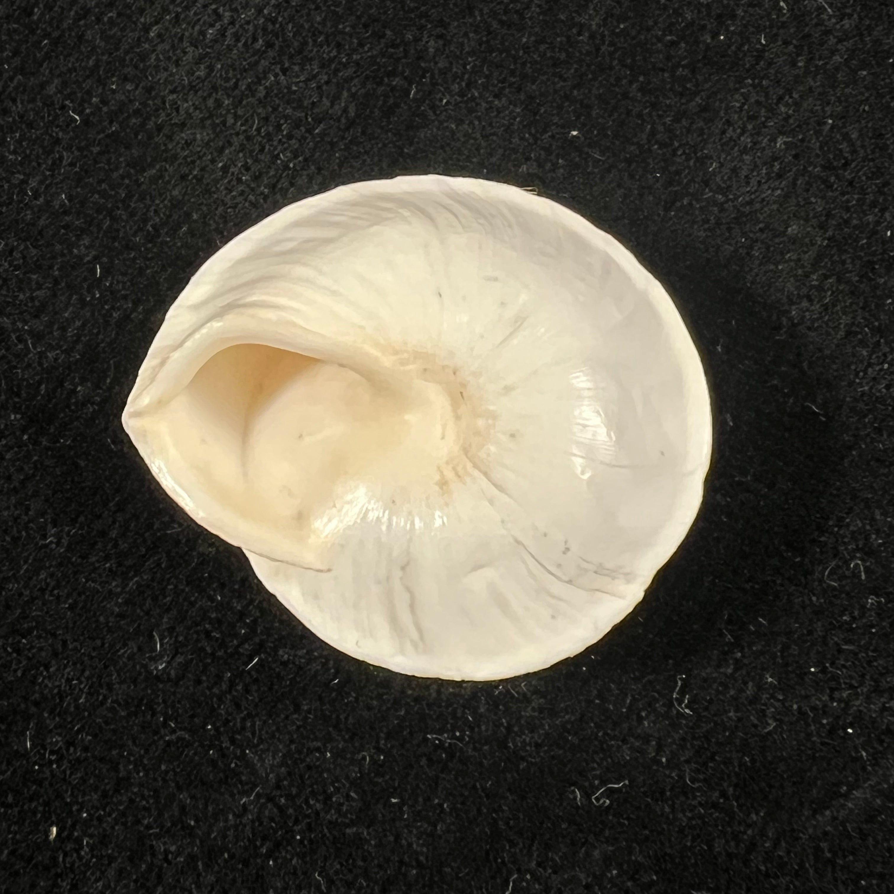 Sphincterochila pardoi Llabador, 1950 - 28,7mm