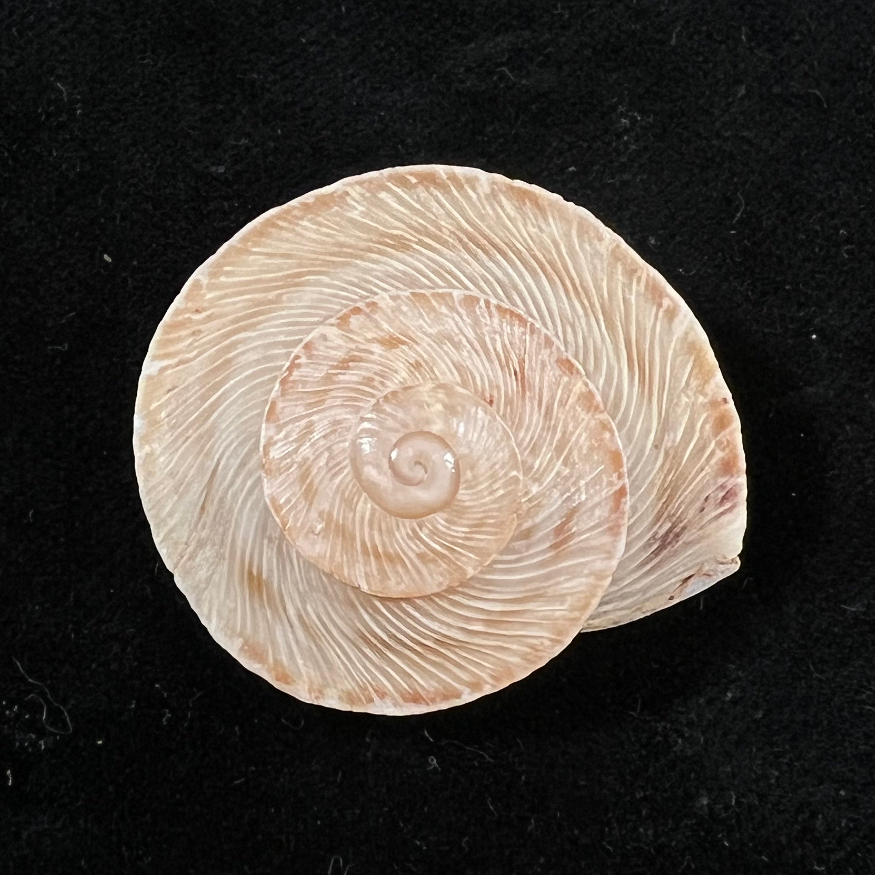 Rossmaessleria vondeli Pallary, 1928 - 33,1mm