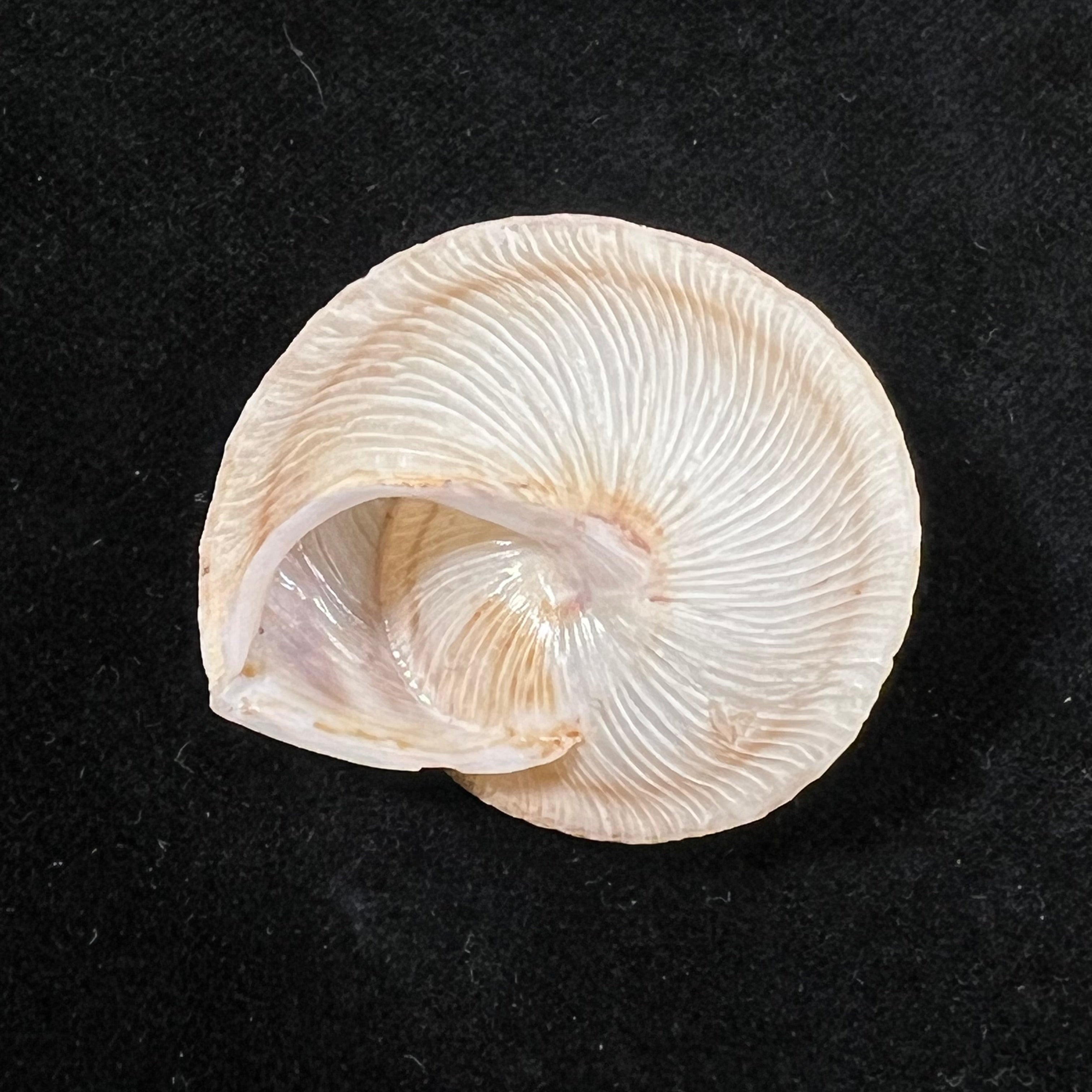 Rossmaessleria vondeli Pallary, 1928 - 33,1mm