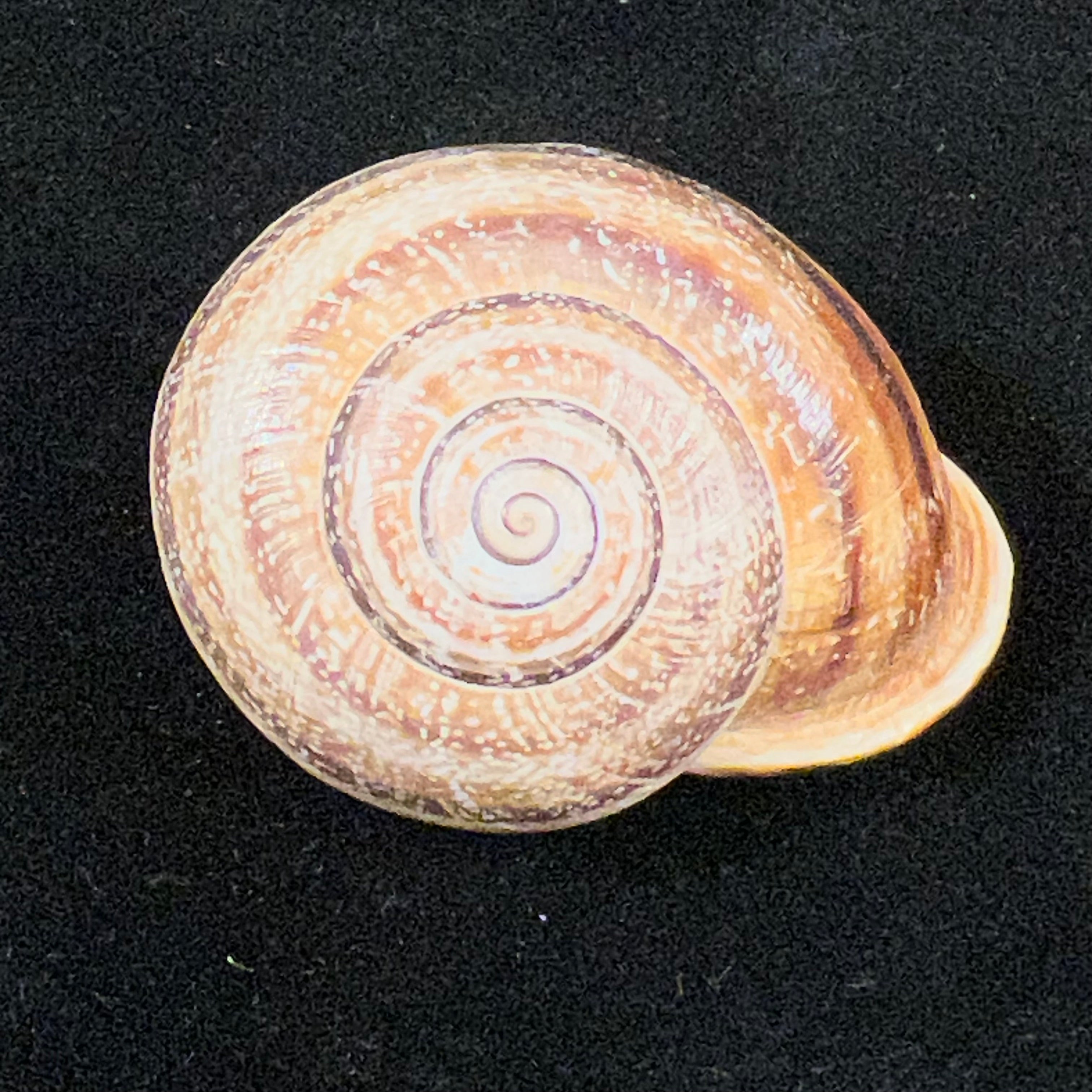 Otala lactea (O. F. Müller, 1774) - 40mm