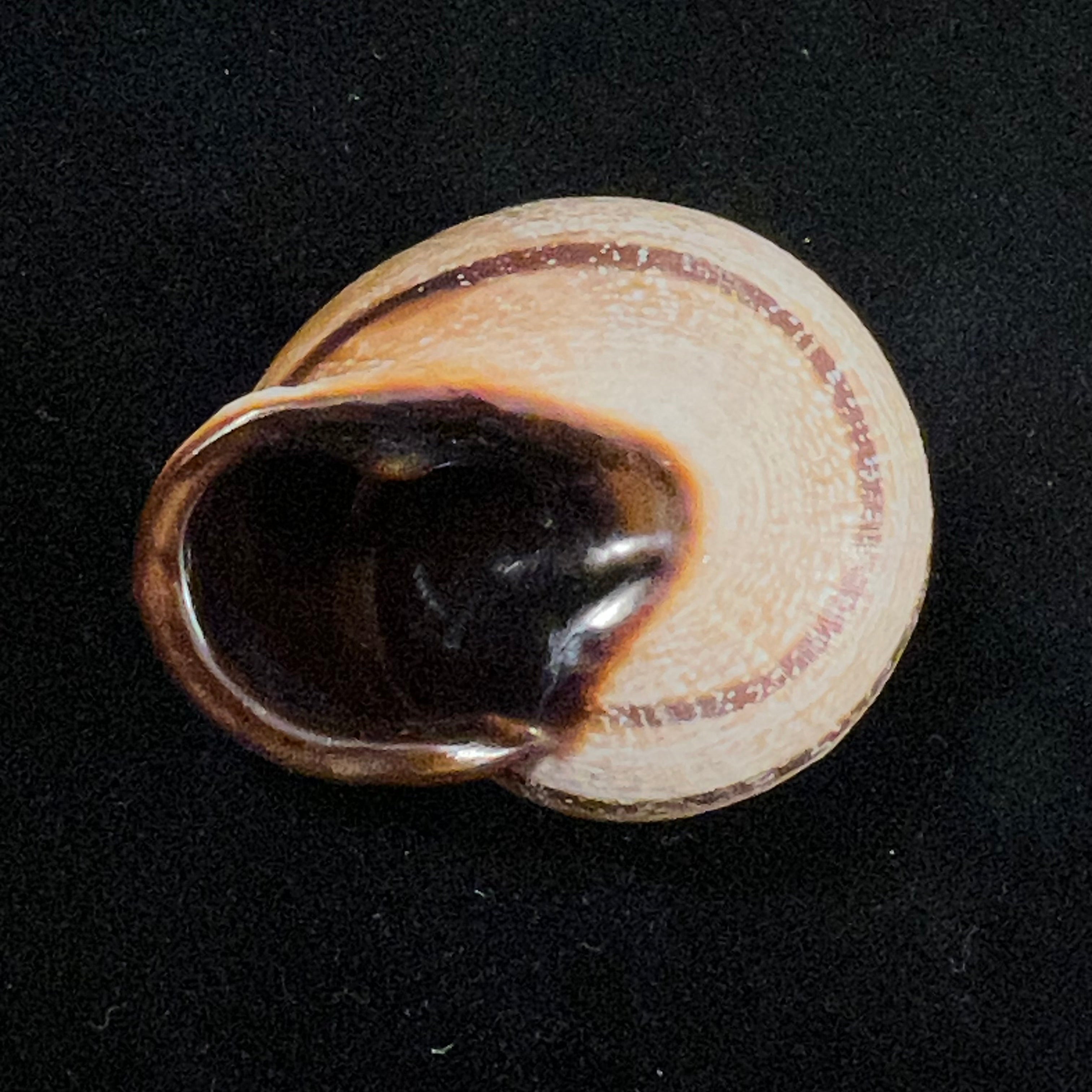 Otala lactea (O. F. Müller, 1774) - 40mm