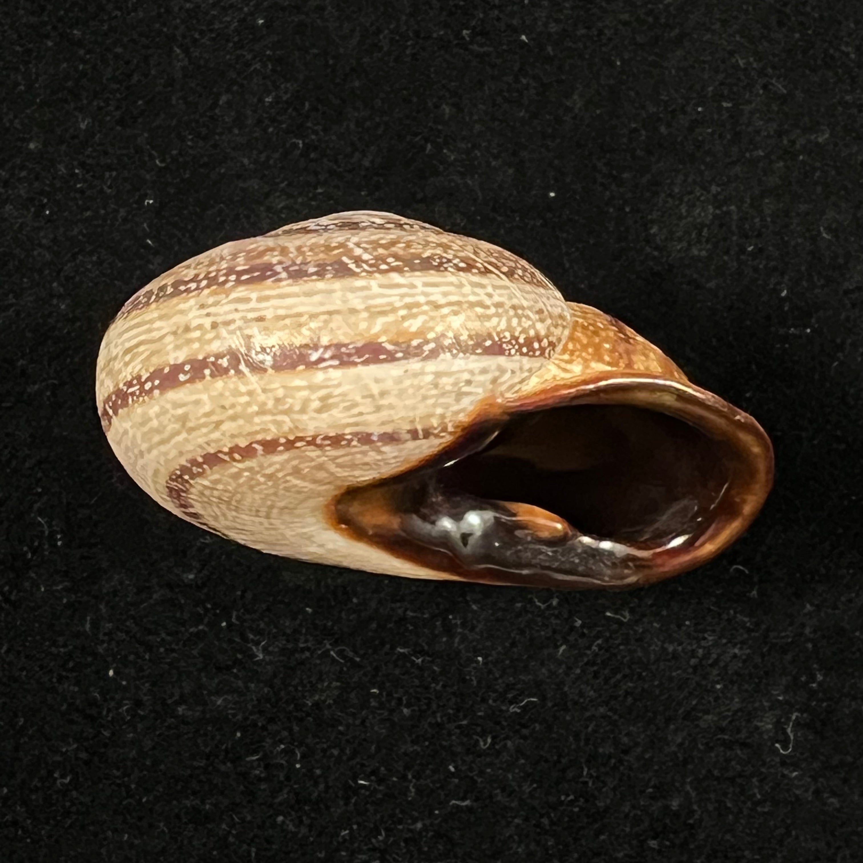 Otala lactea (O. F. Müller, 1774) - 40mm