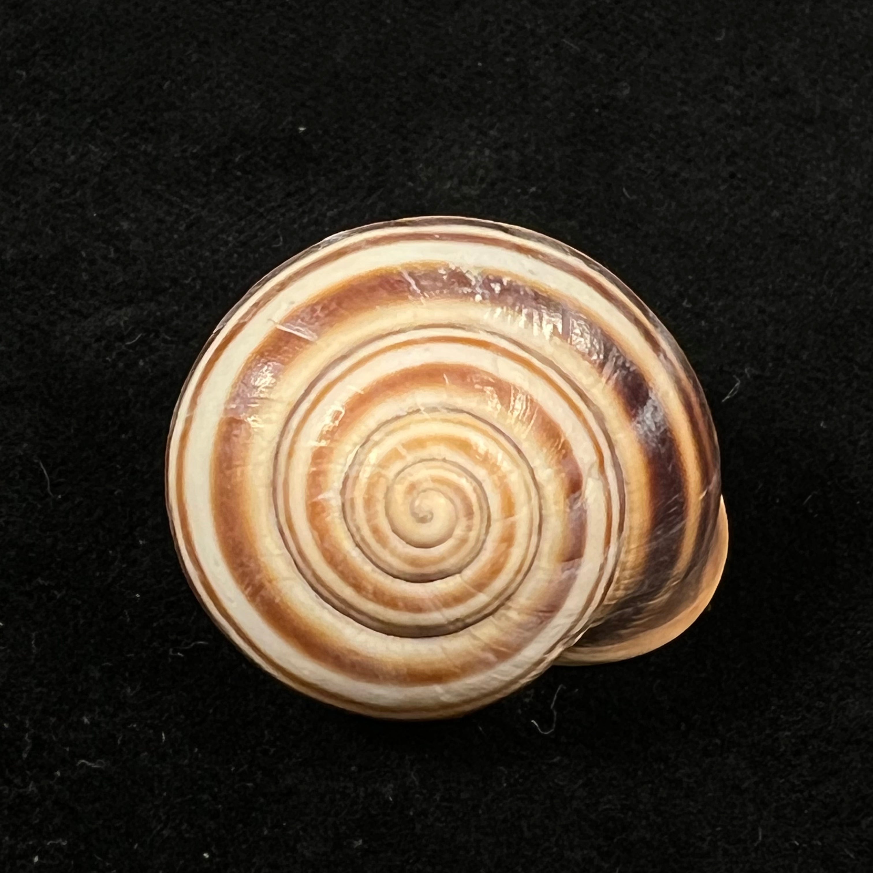 Otala lucasii (Deshayes, 1850) - 30,3mm