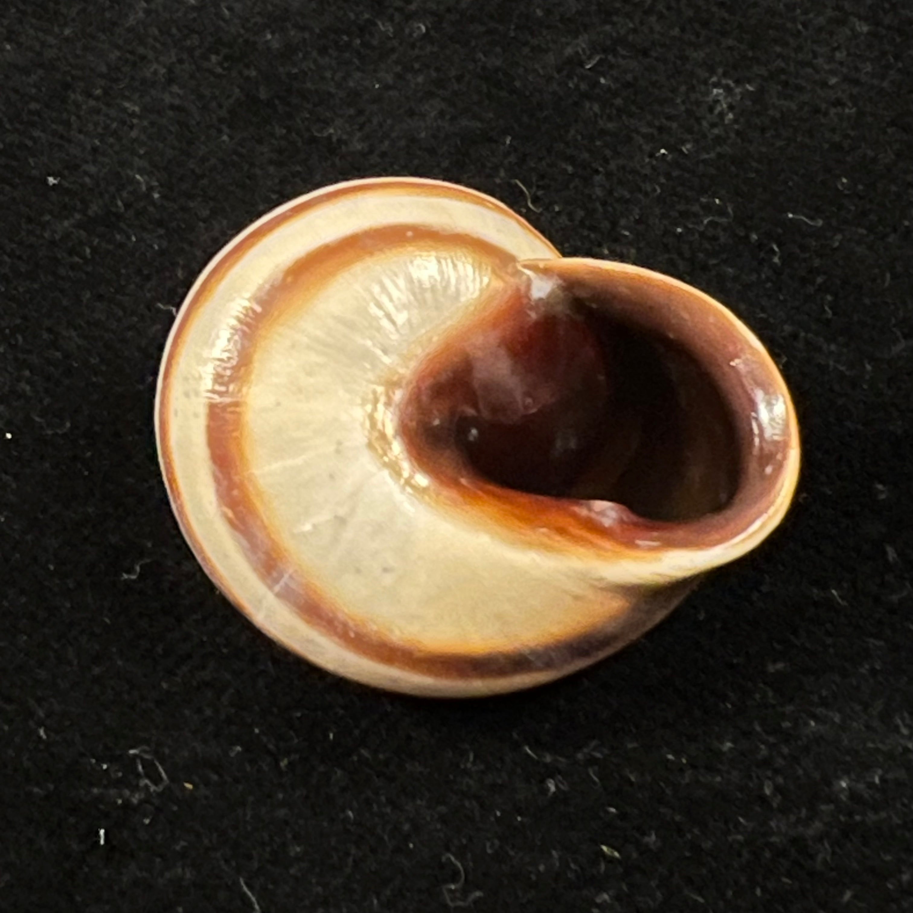 Otala lucasii (Deshayes, 1850) - 30,3mm