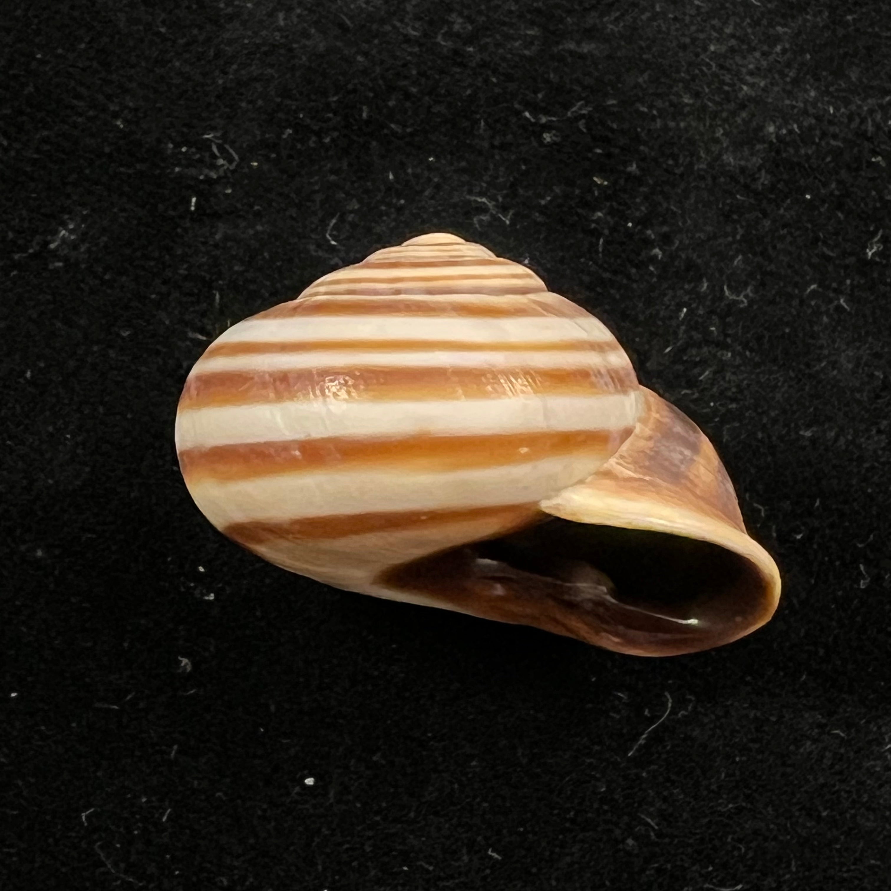 Otala lucasii (Deshayes, 1850) - 30,3mm