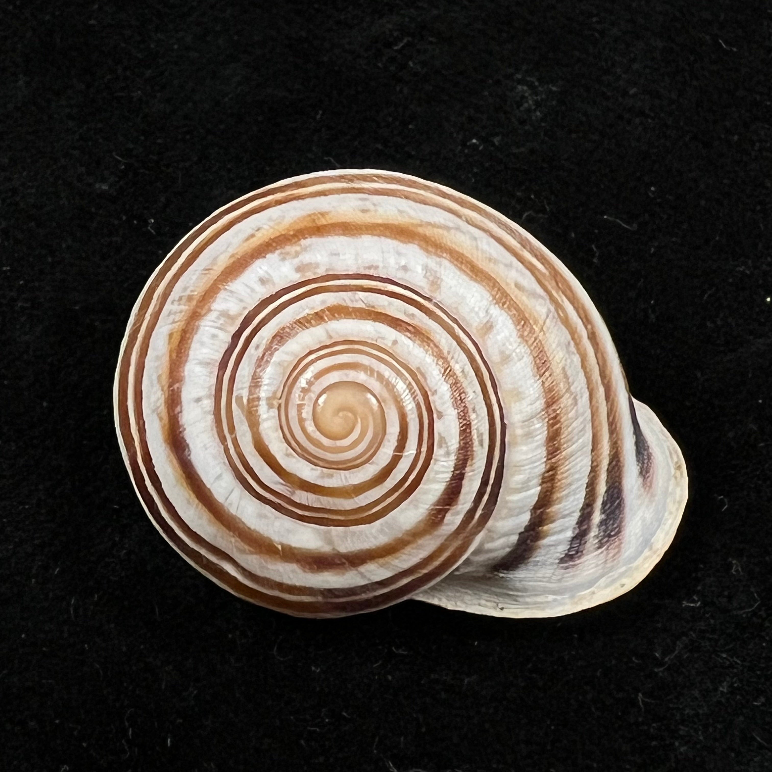 Iberus mariae Cobos, 1979 - 28,2mm