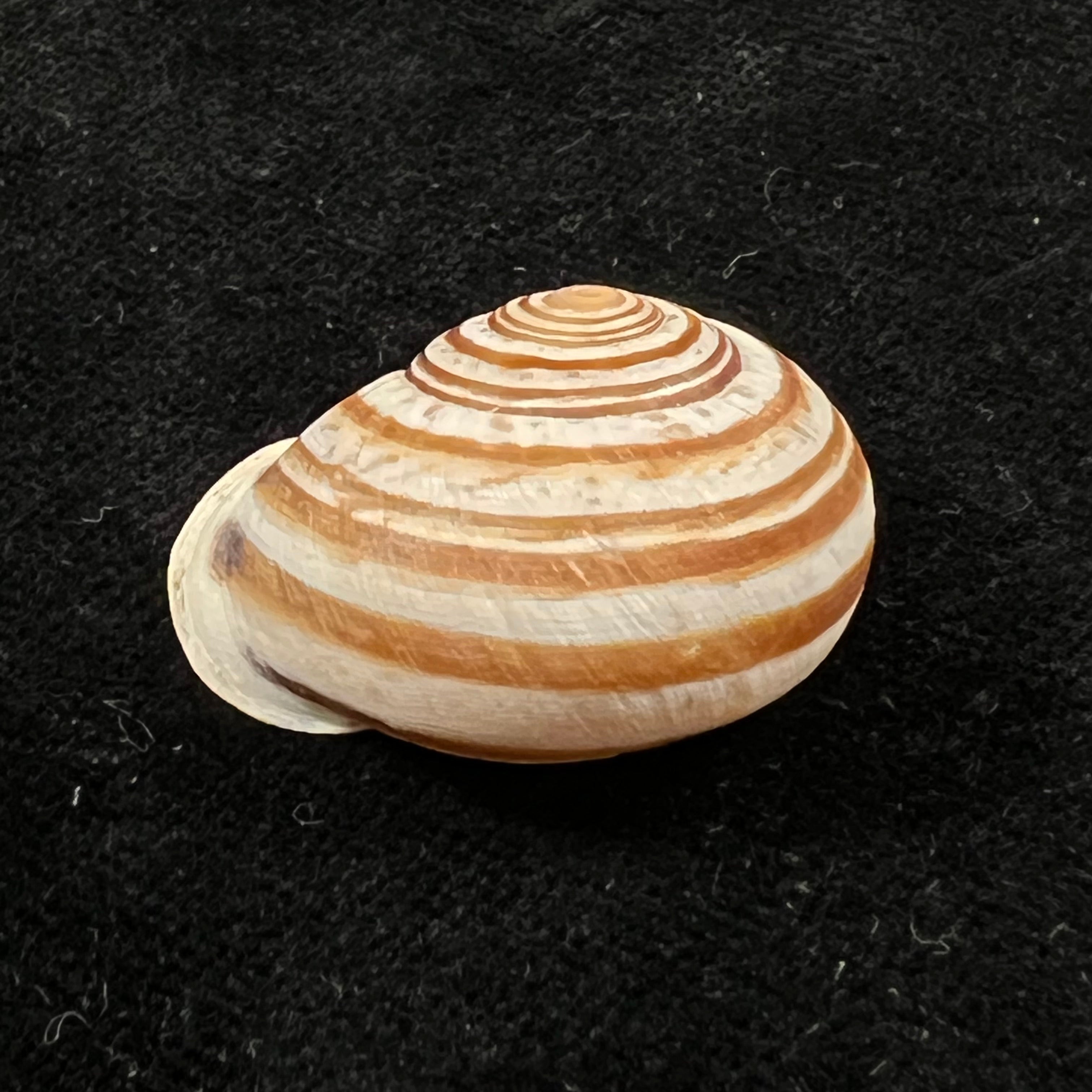 Iberus mariae Cobos, 1979 - 28,2mm