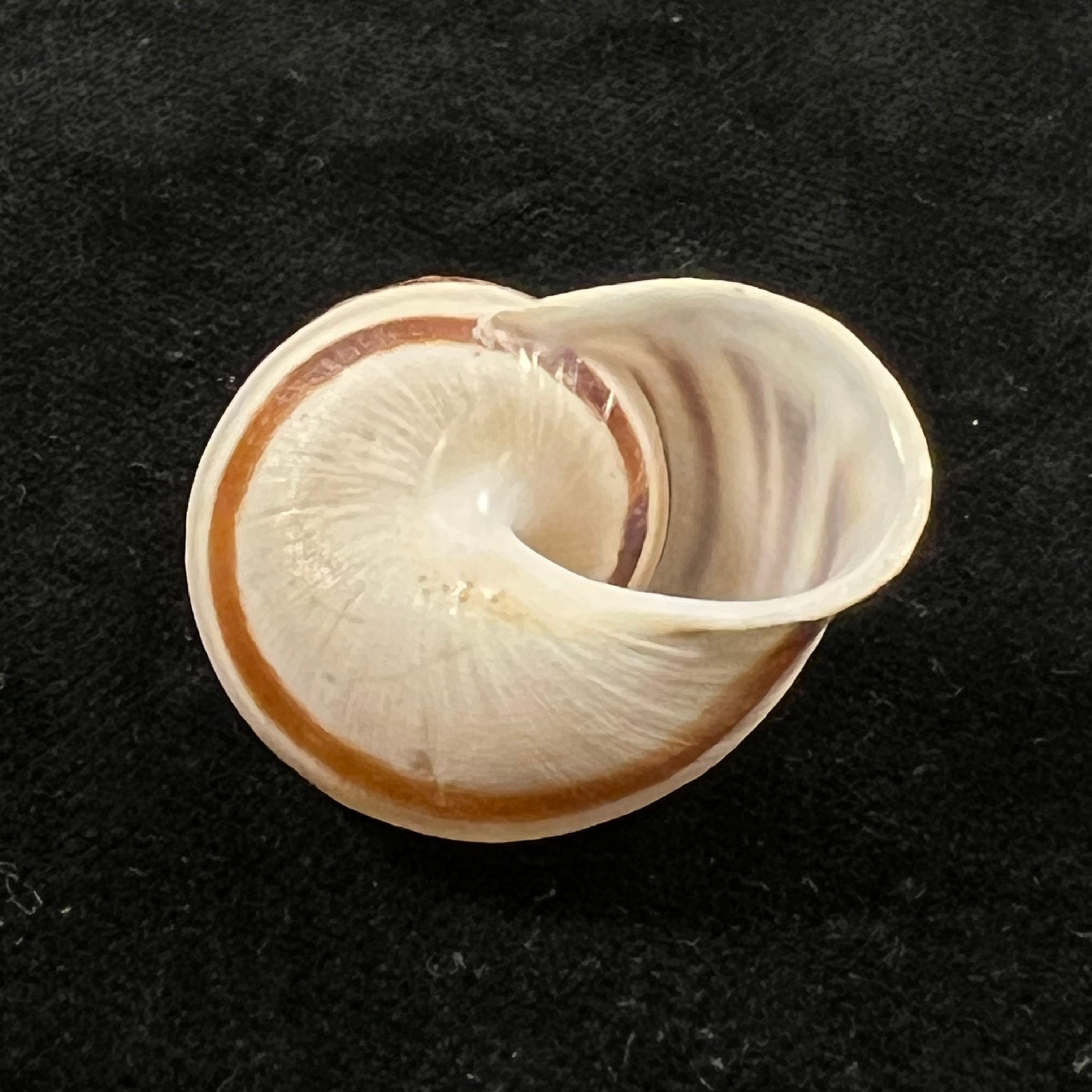 Iberus mariae Cobos, 1979 - 28,2mm