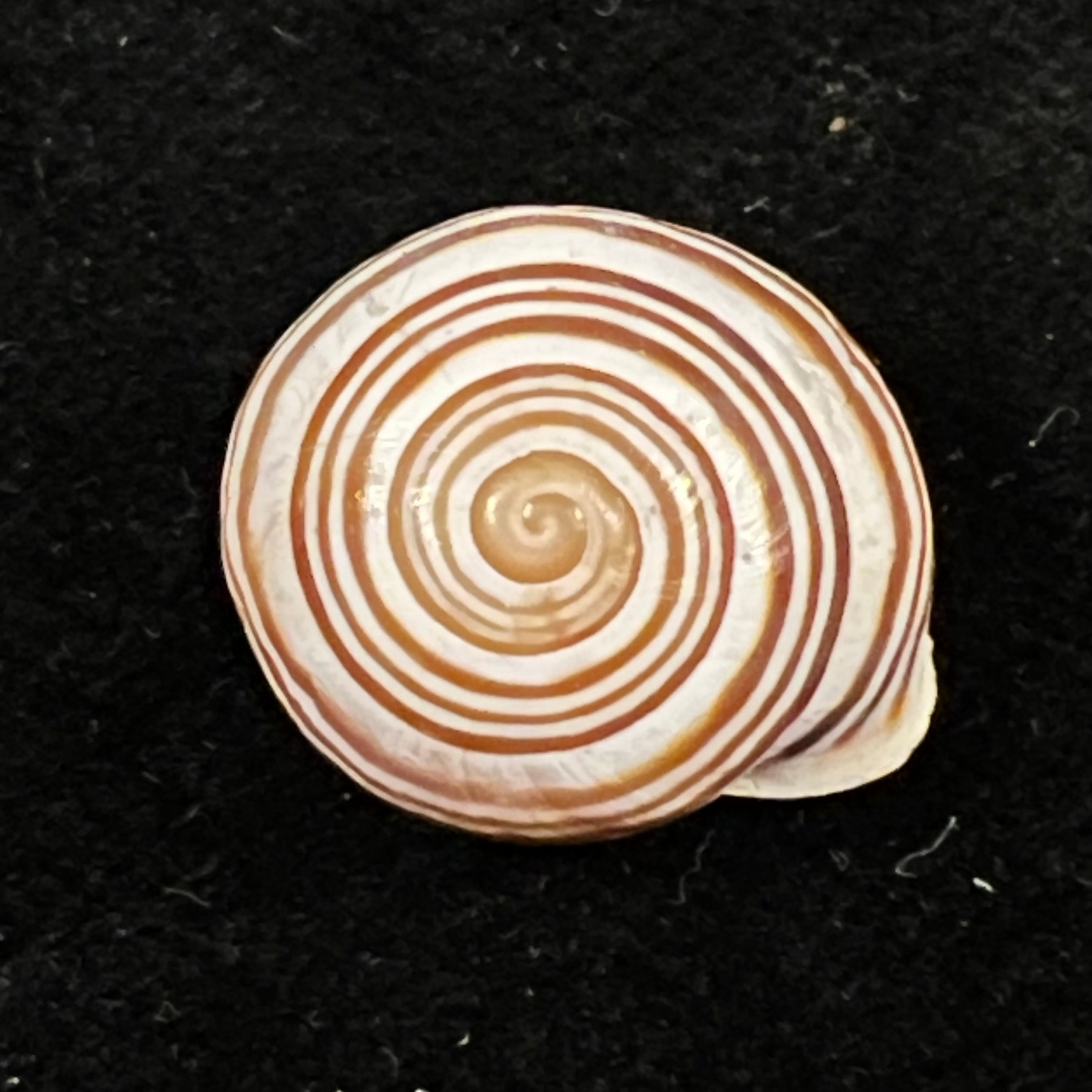 Alabastrina kiffansensis (Pallary, 1926) - 17,5mm