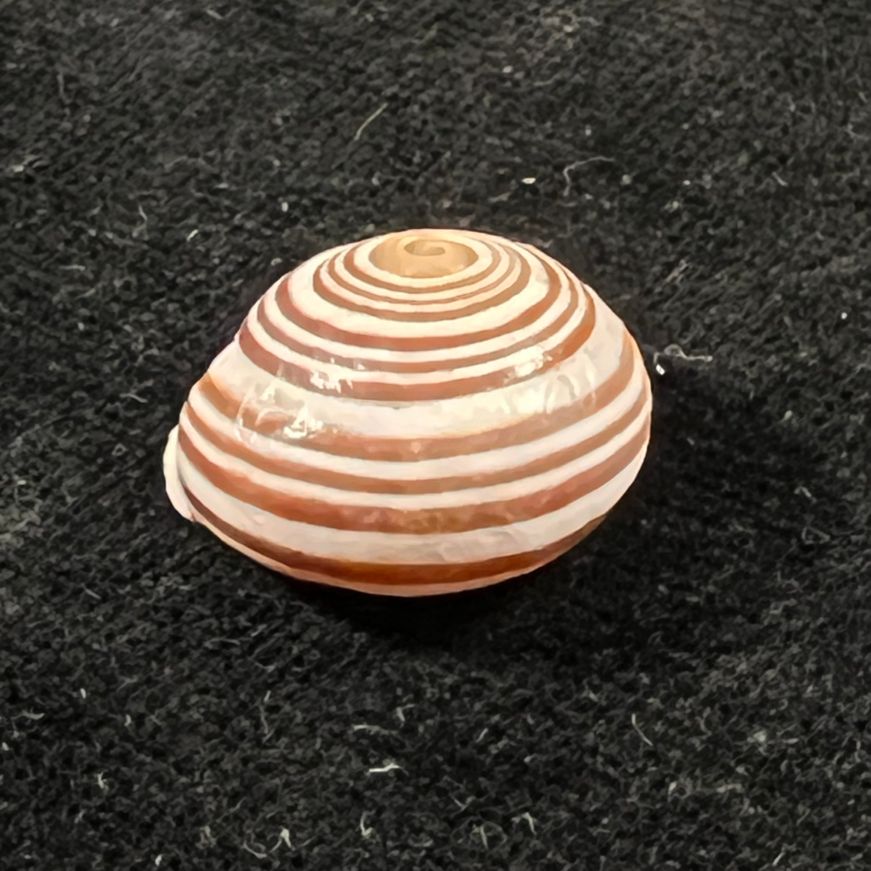 Alabastrina kiffansensis (Pallary, 1926) - 17,5mm