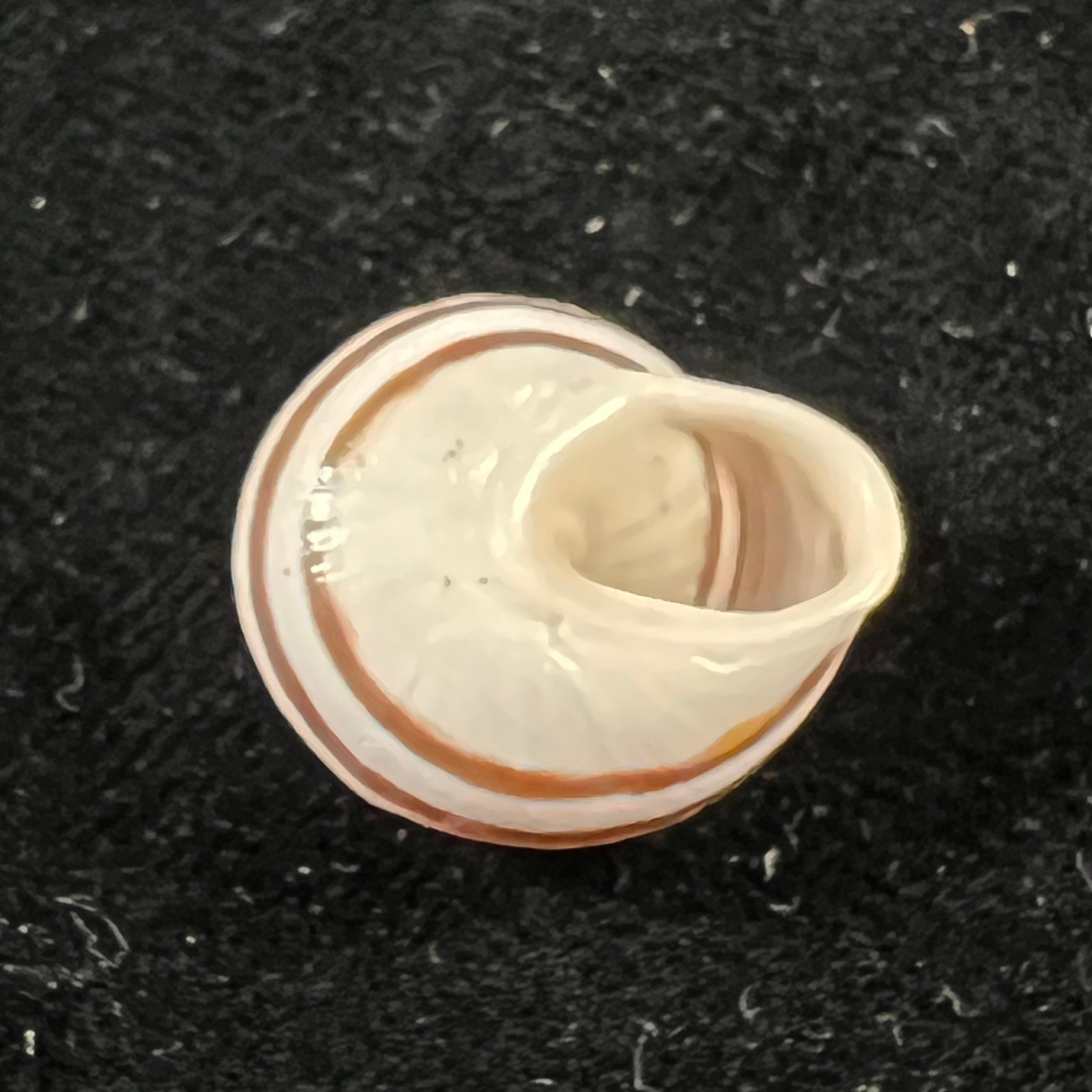 Alabastrina kiffansensis (Pallary, 1926) - 17,5mm