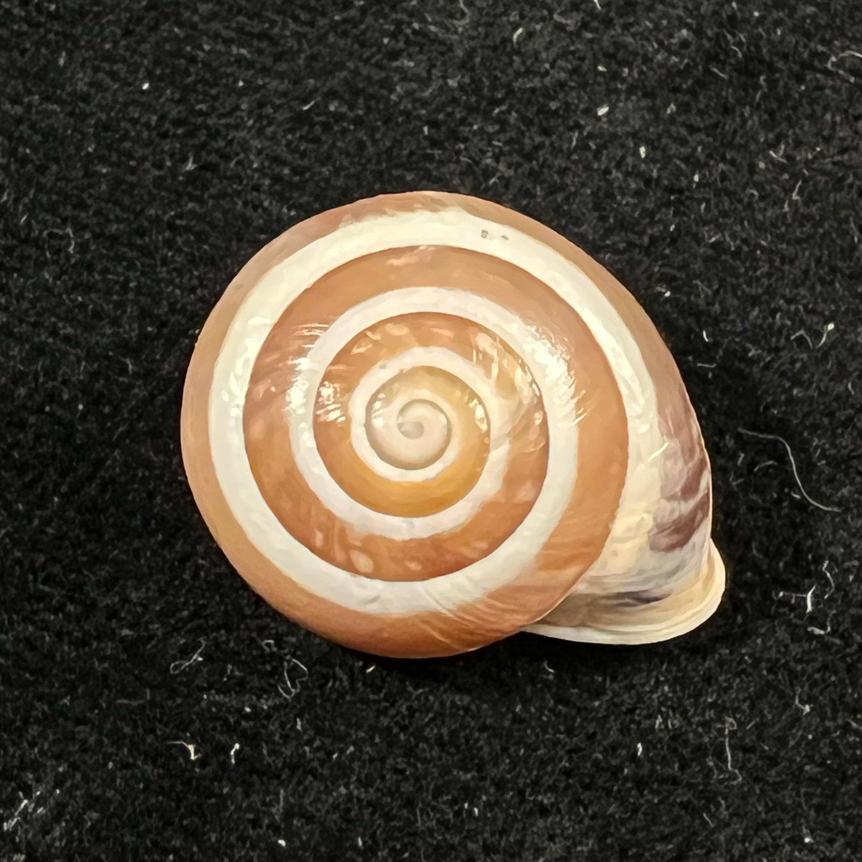 Alabastrina subvanvincquiae (Pallary, 1904) - 21,4mm