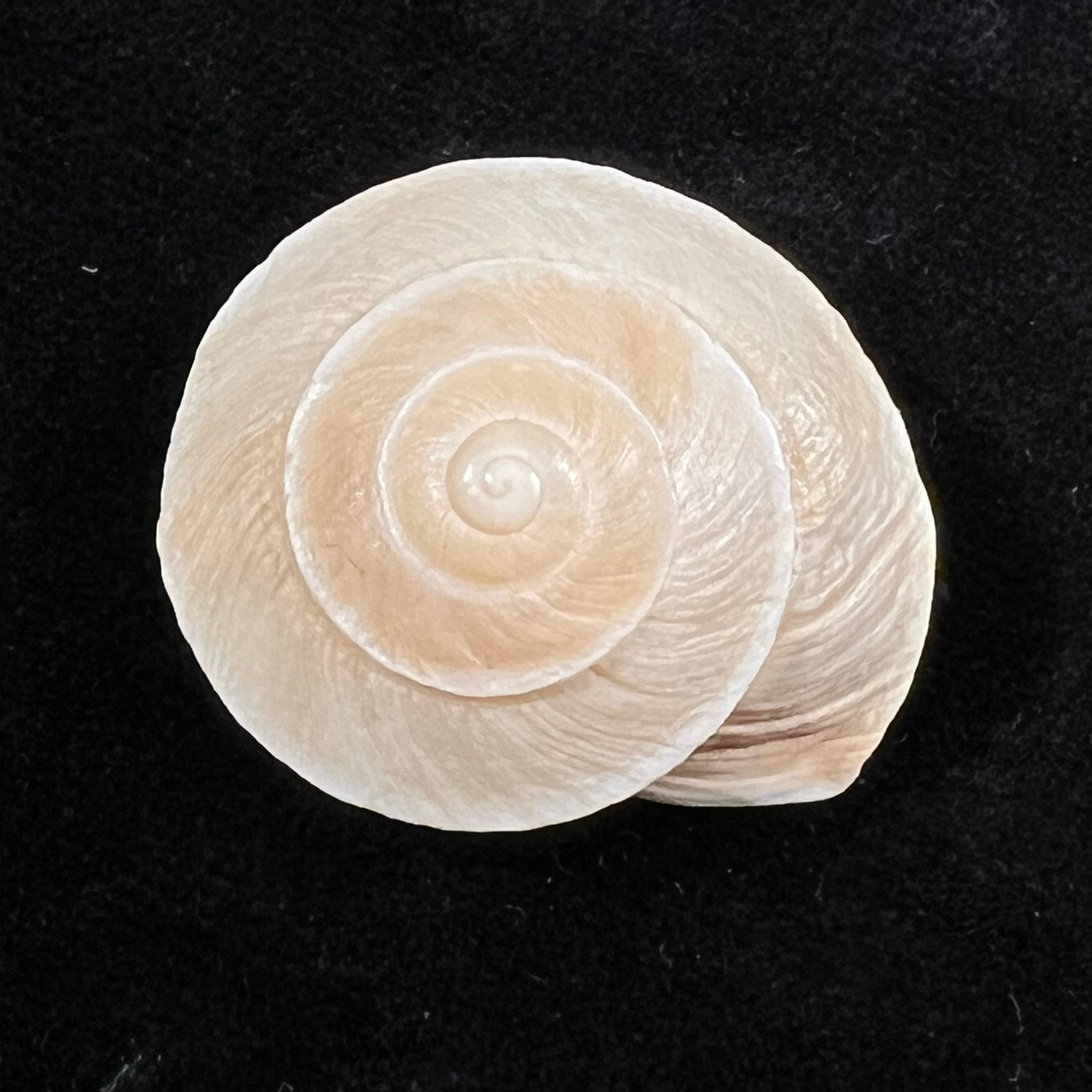 Tingitana minetti elata (Pallary, 1920) - 29,2mm