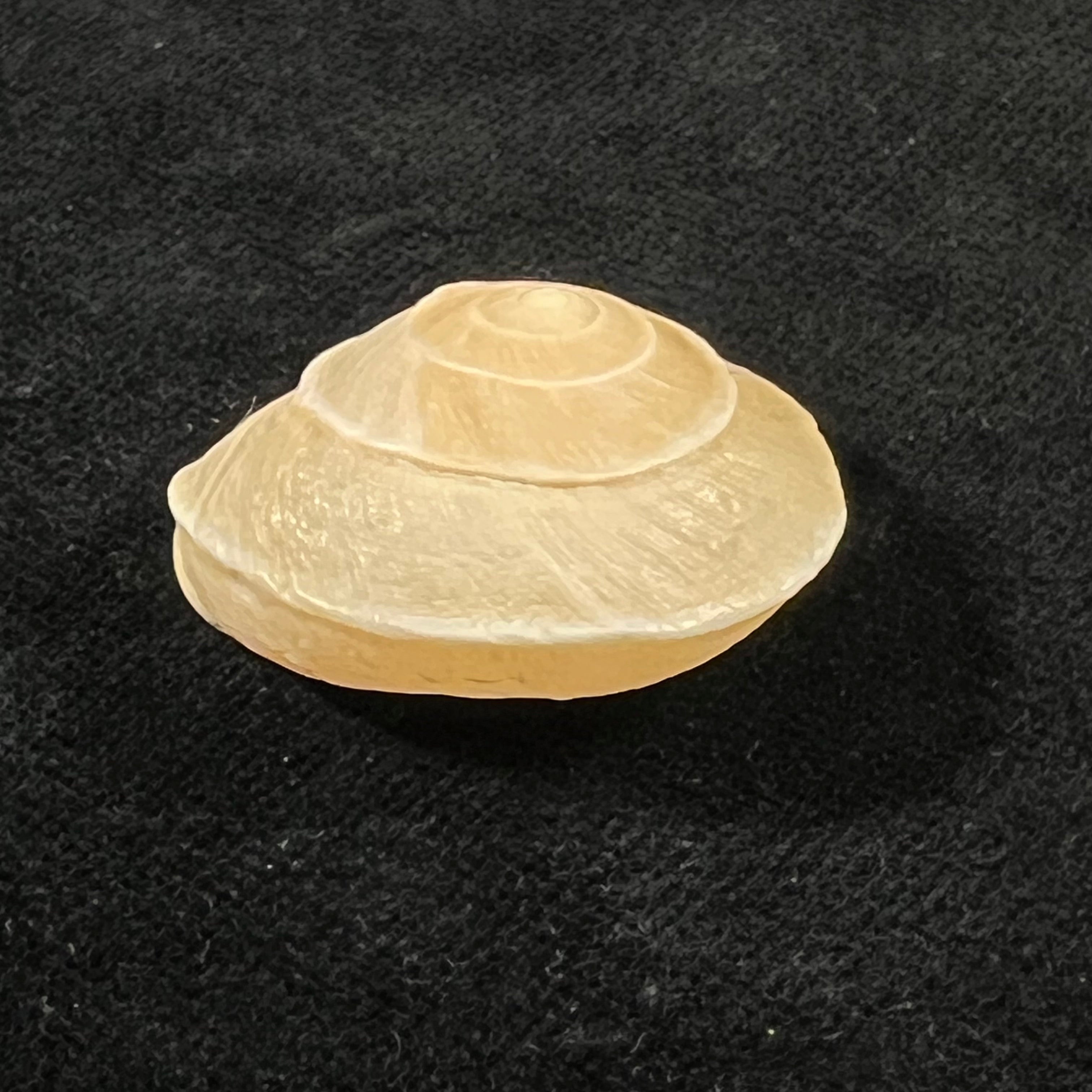 Tingitana minetti elata (Pallary, 1920) - 29,2mm