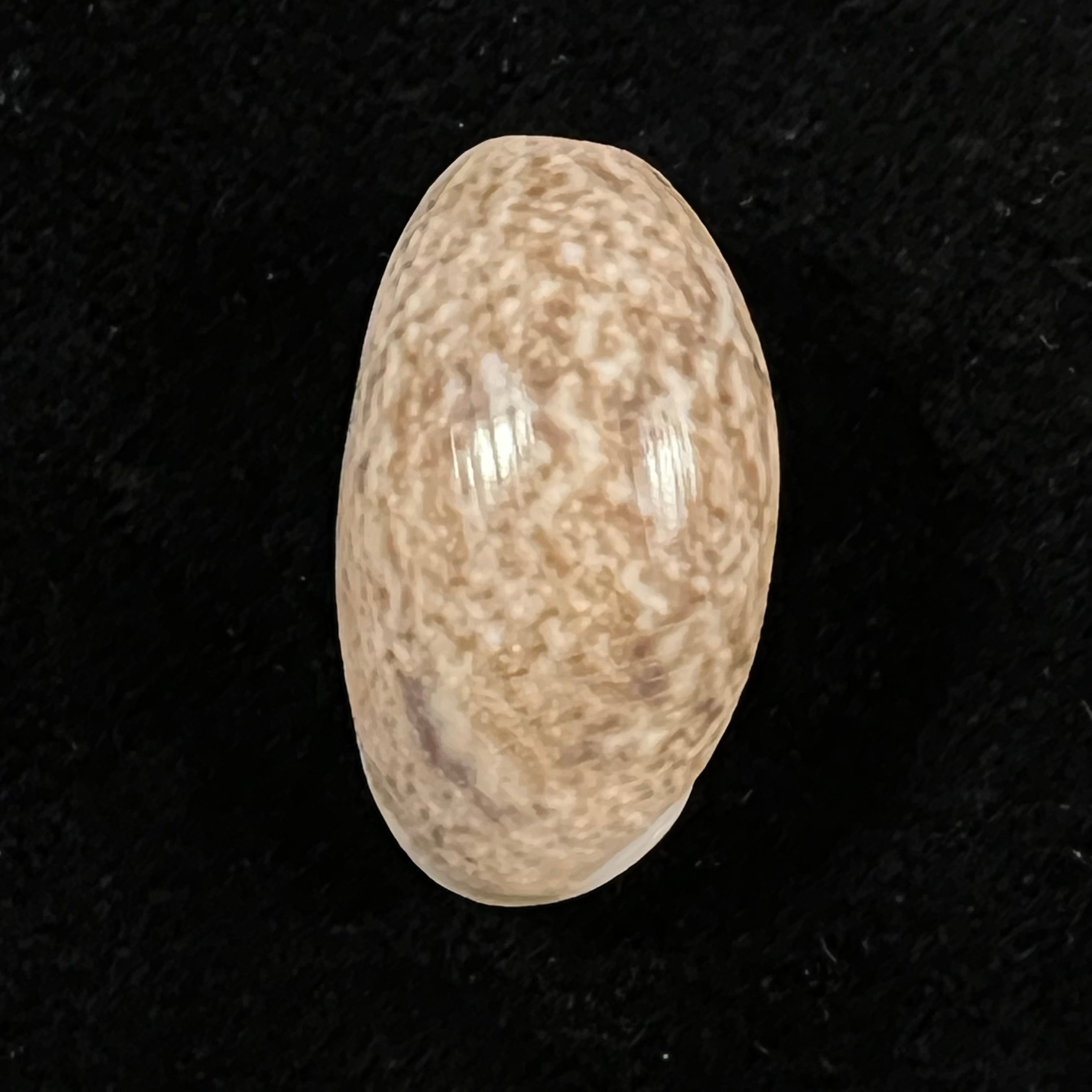 Bulla striata Bruguière, 1792 - 27,7mm