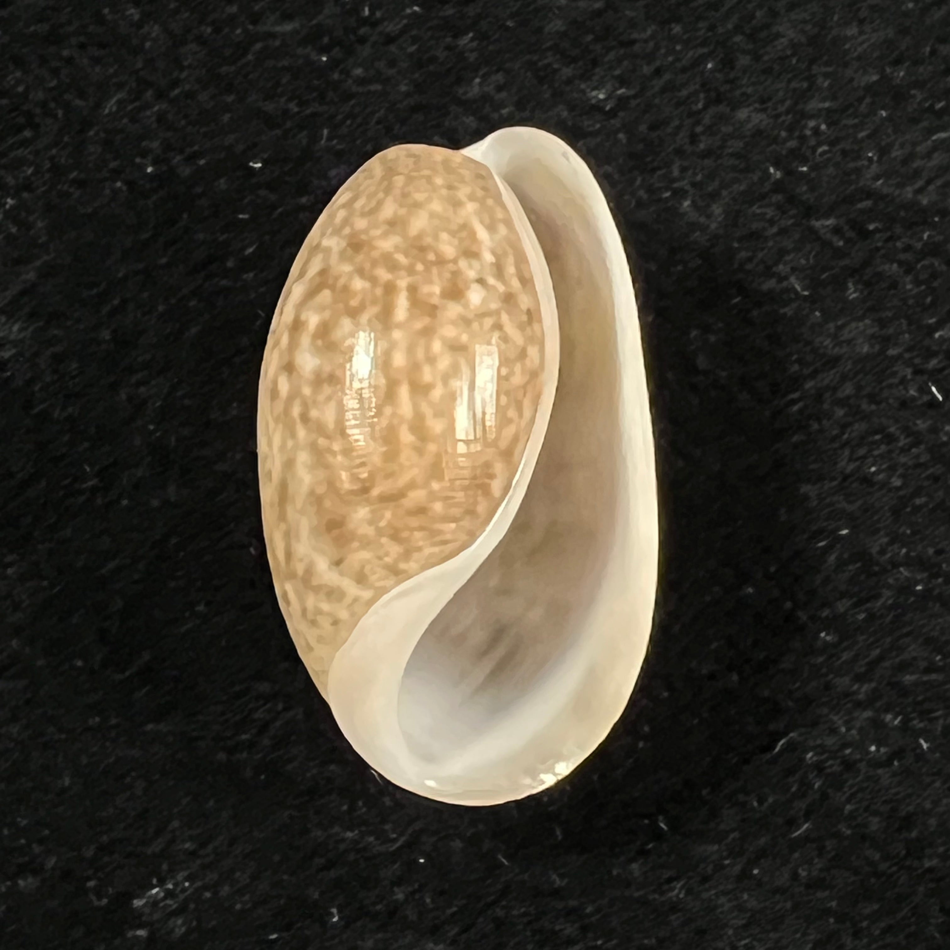 Bulla striata Bruguière, 1792 - 27,7mm