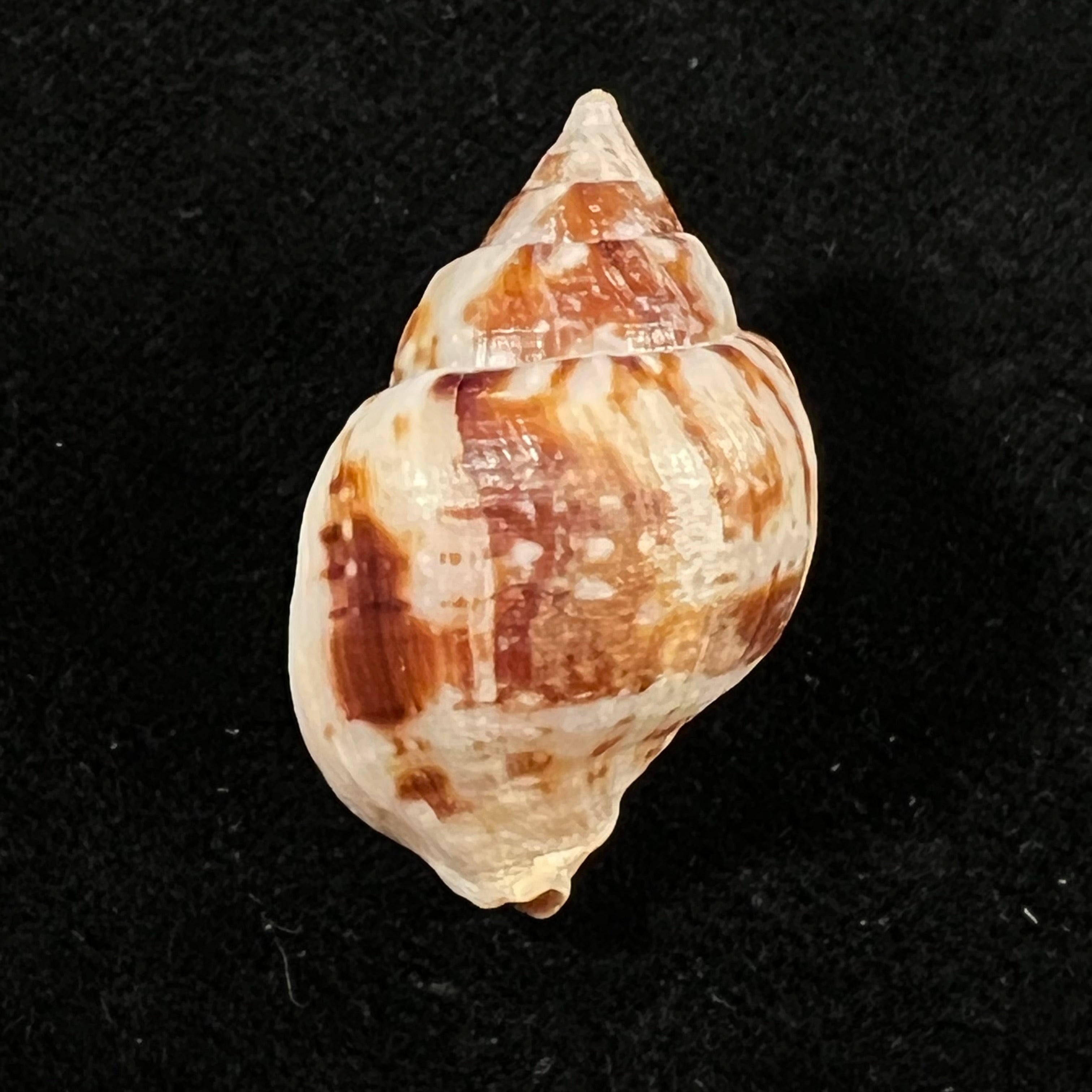 Euthria rolani Cosel, 1982 - 32,1mm