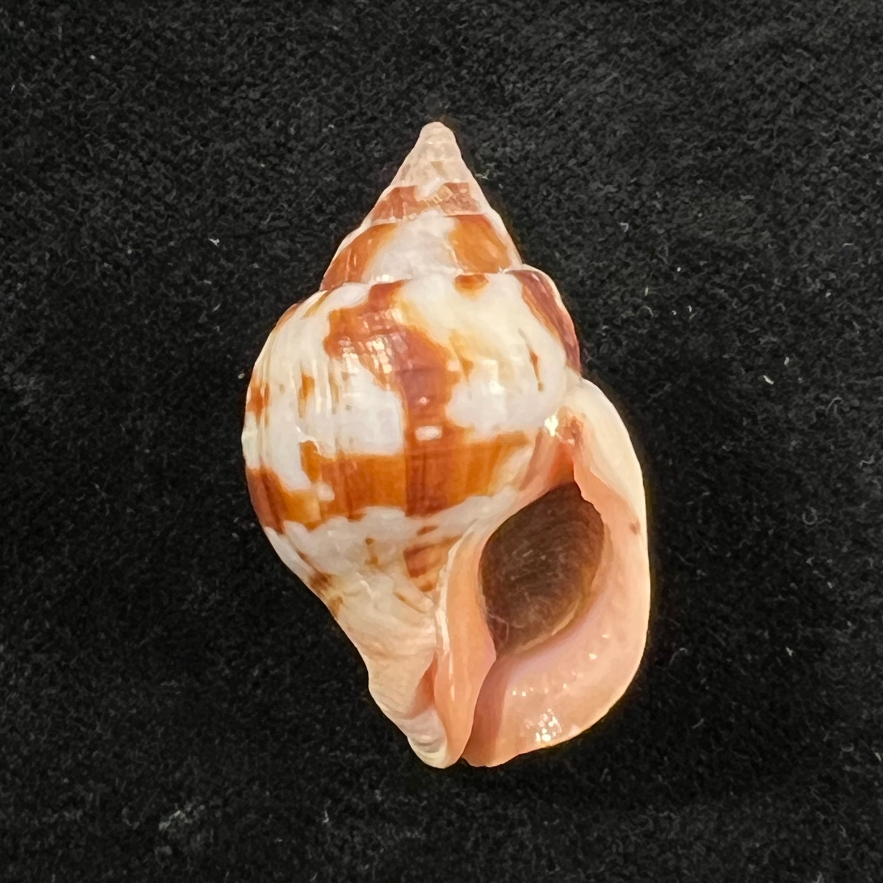 Euthria rolani Cosel, 1982 - 32,1mm