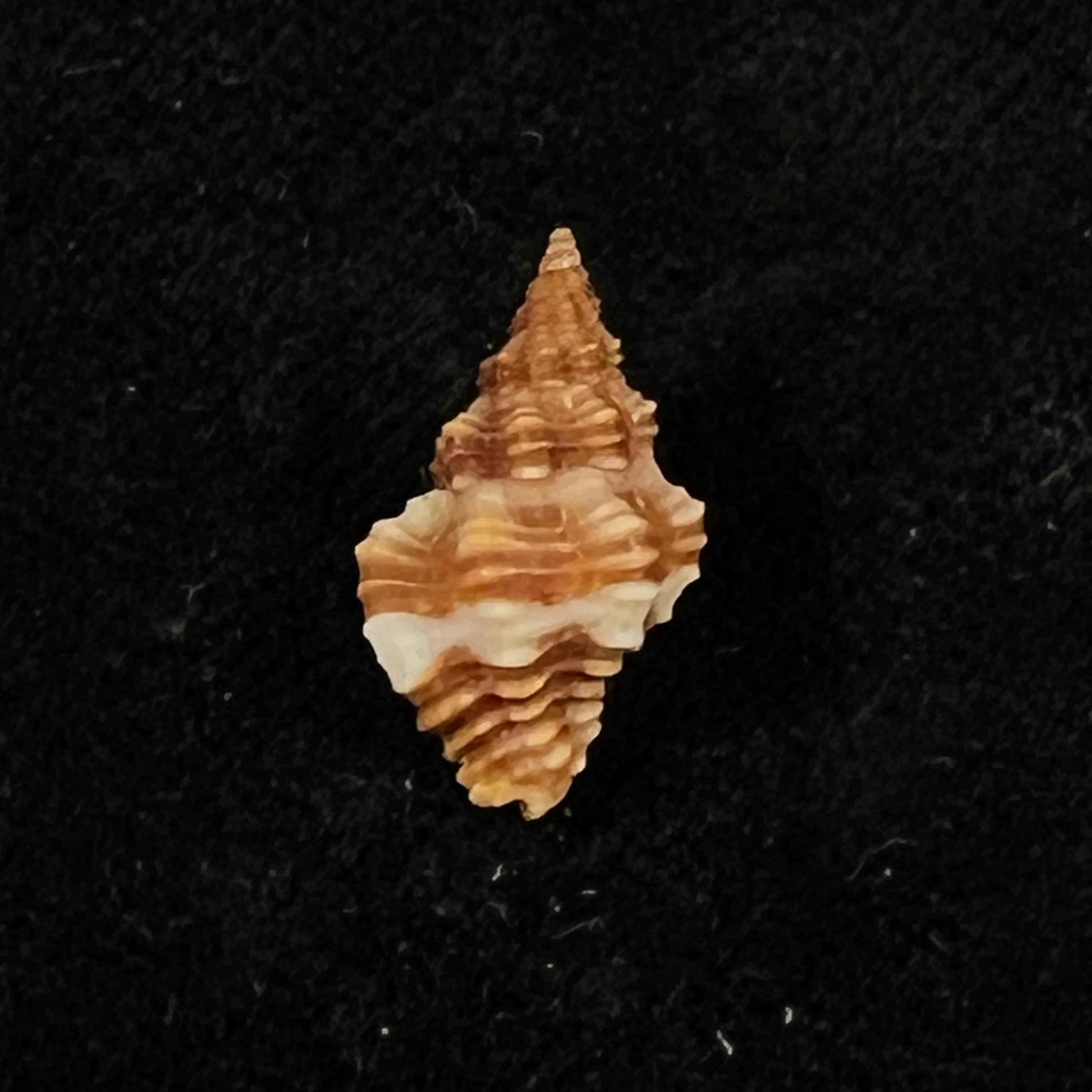 Hesperisternia karinae (Nowell-Usticke, 1959) - 16,2mm