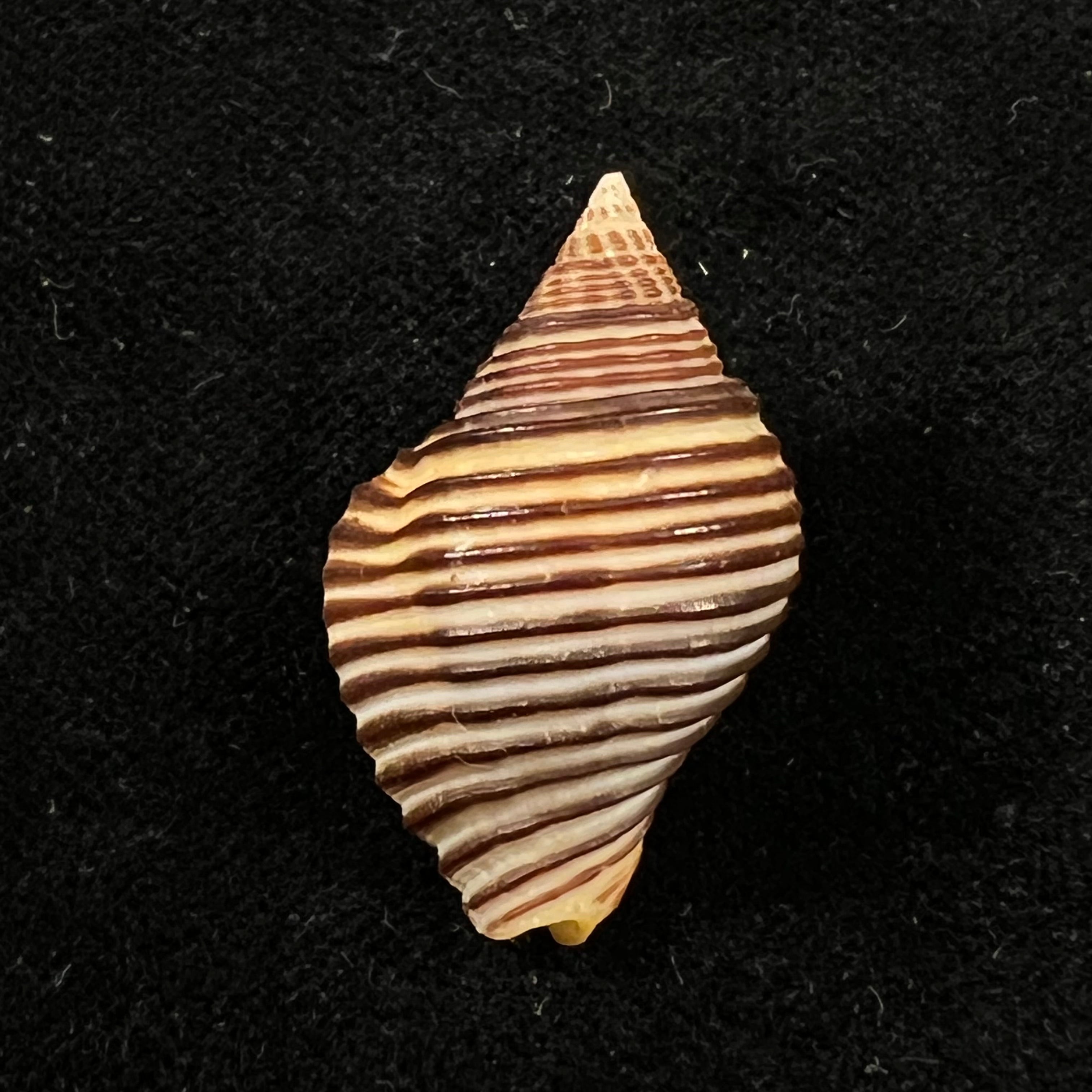Pollia undosa (Linnaeus, 1758) - 28,3mm