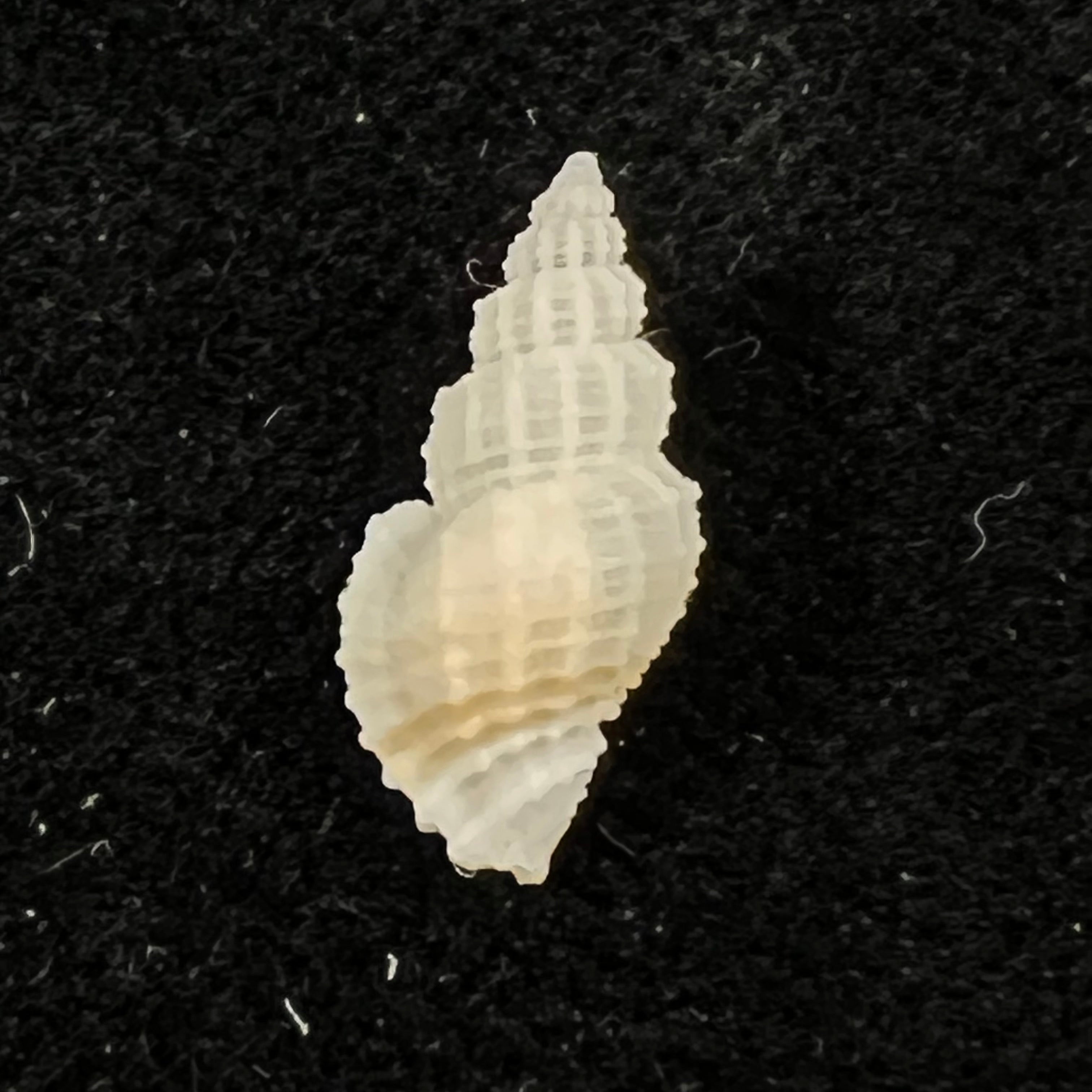 Bailya intricata (Dall, 1884) - 12,9mm