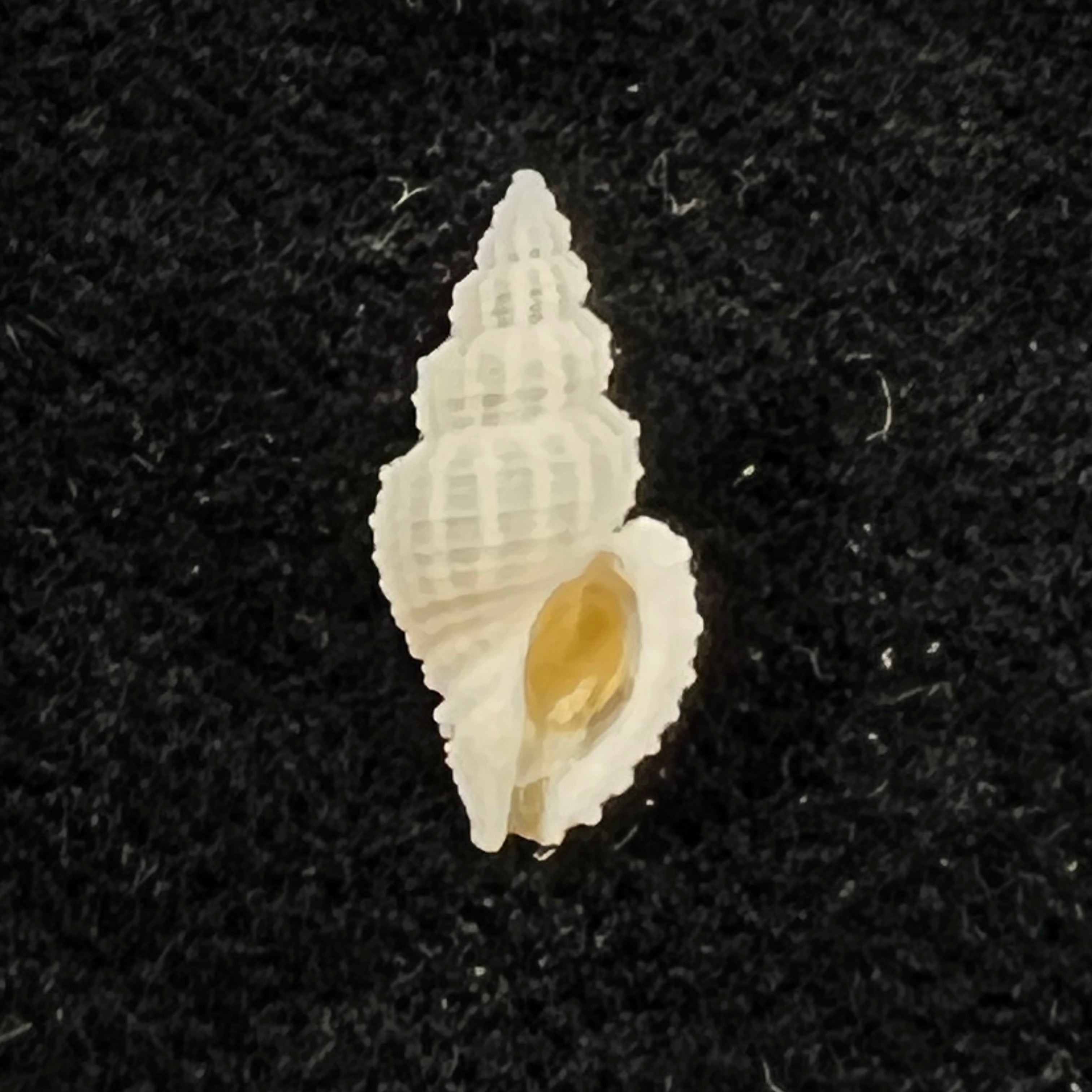Bailya intricata (Dall, 1884) - 12,9mm