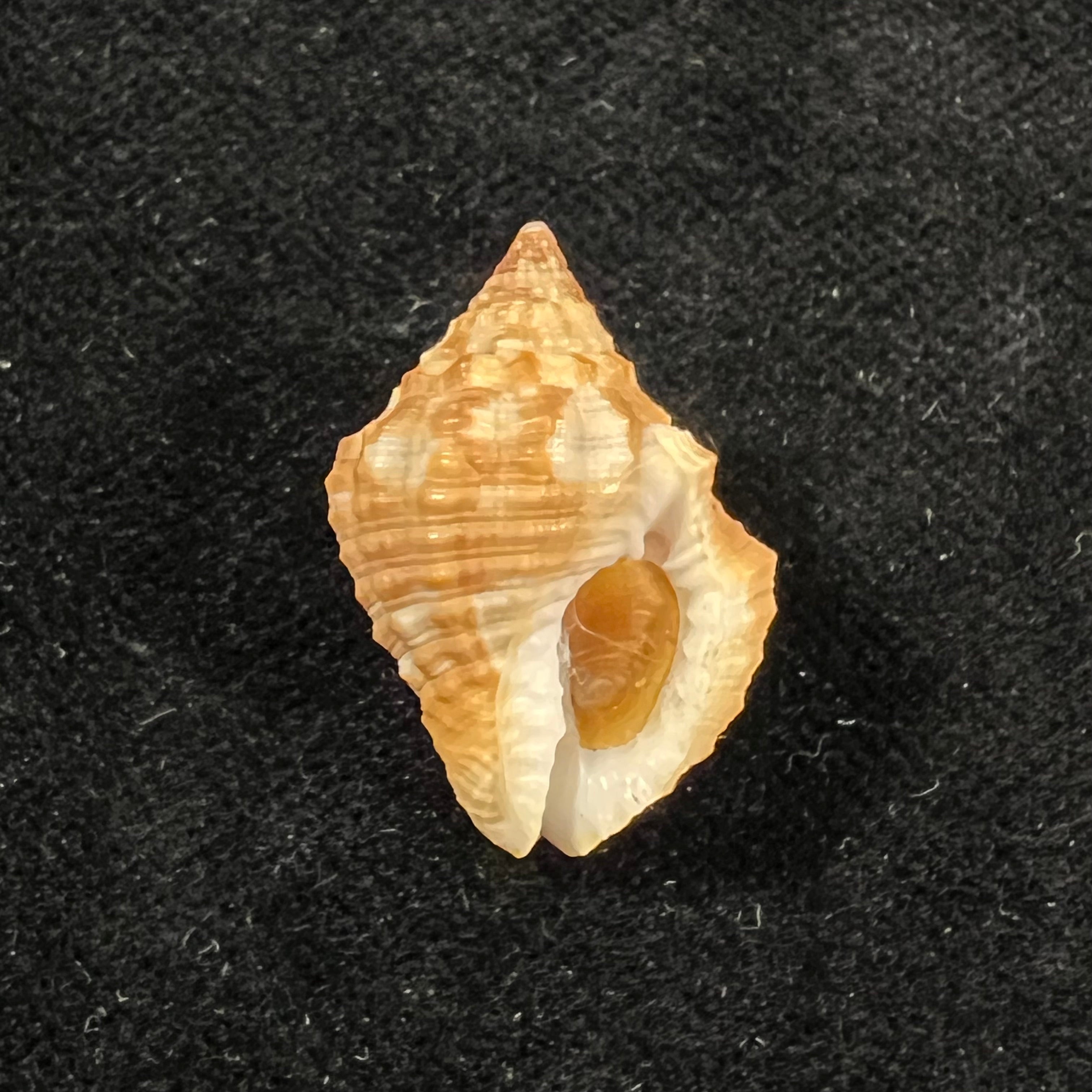 Gemophos auritulus (Link, 1807) - 22,9mm