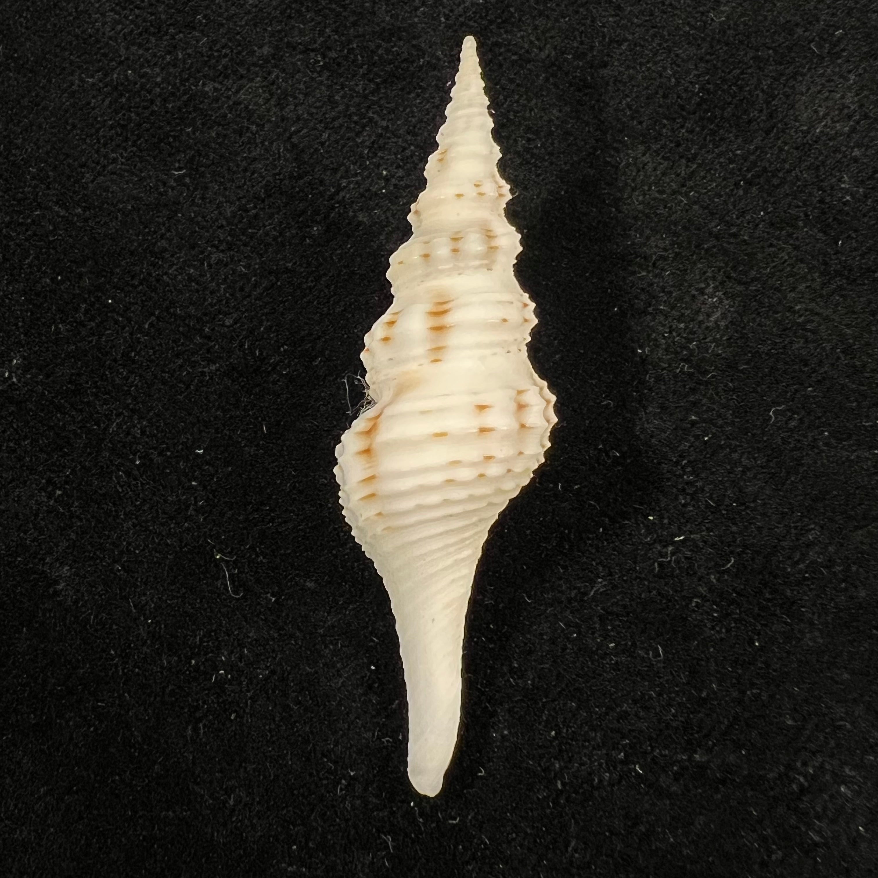 Cruziturricula arcuata (Reeve, 1843) - 53,6mm