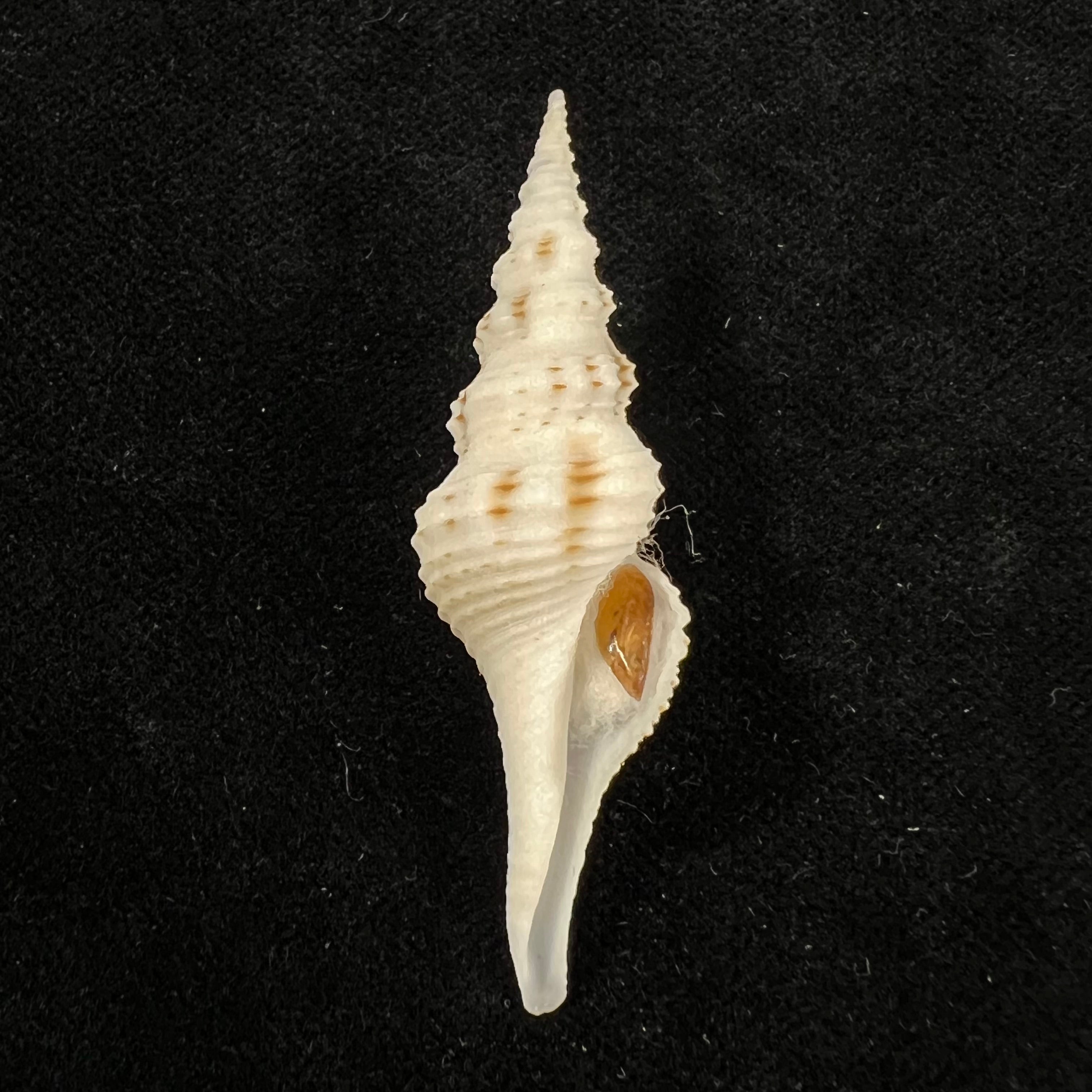 Cruziturricula arcuata (Reeve, 1843) - 53,6mm