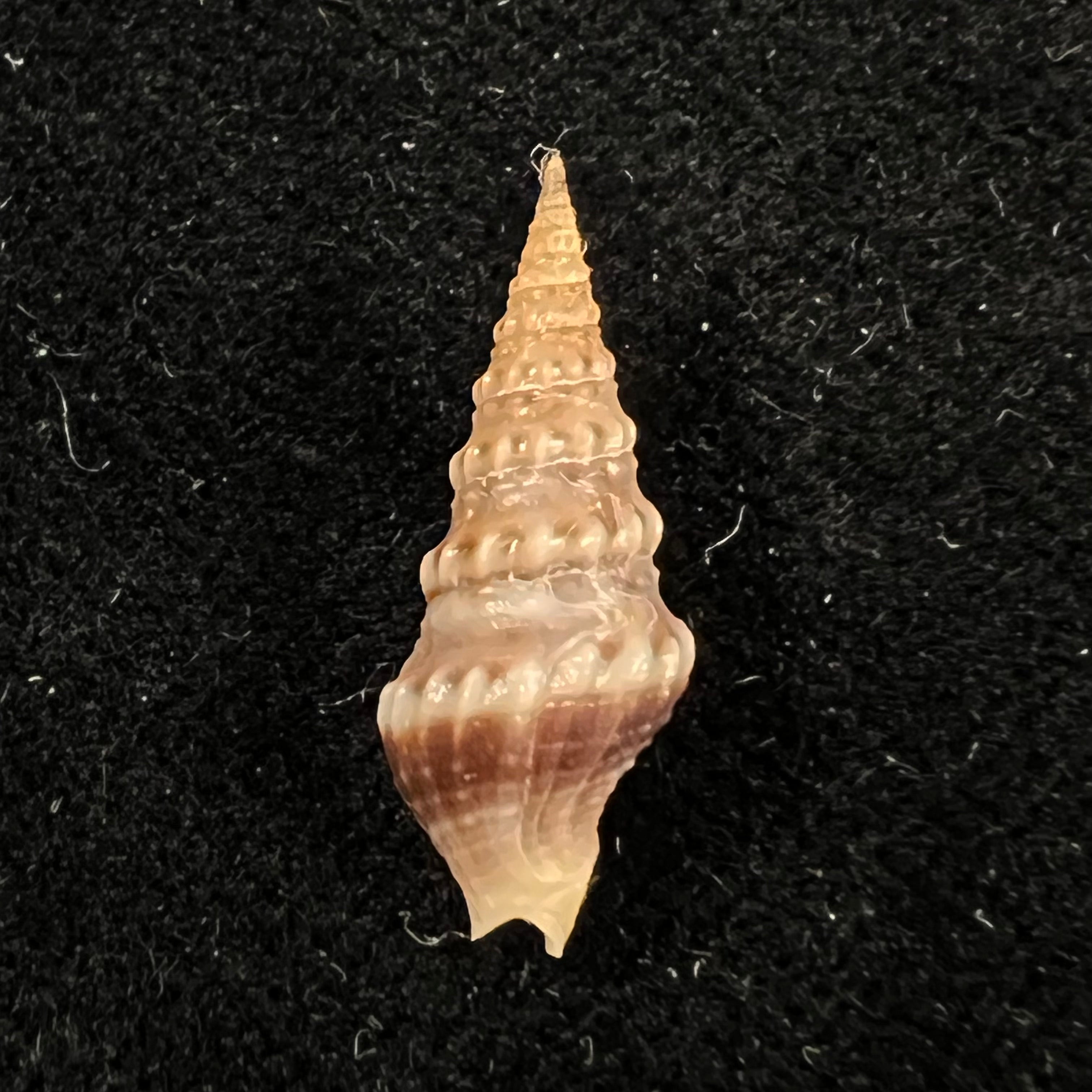 Drillia pyramidata (Kiener, 1839) - 18,1mm