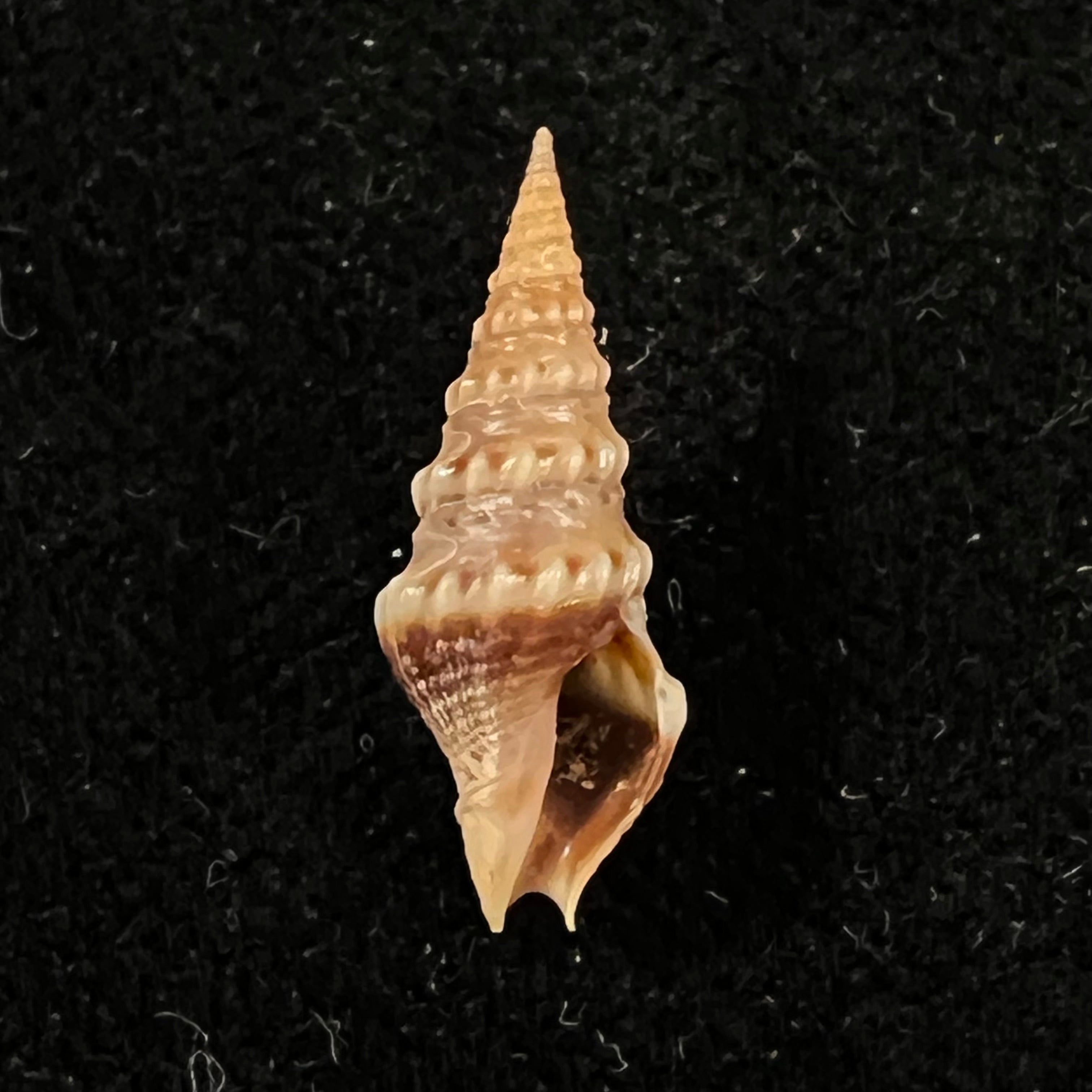 Drillia pyramidata (Kiener, 1839) - 18,1mm