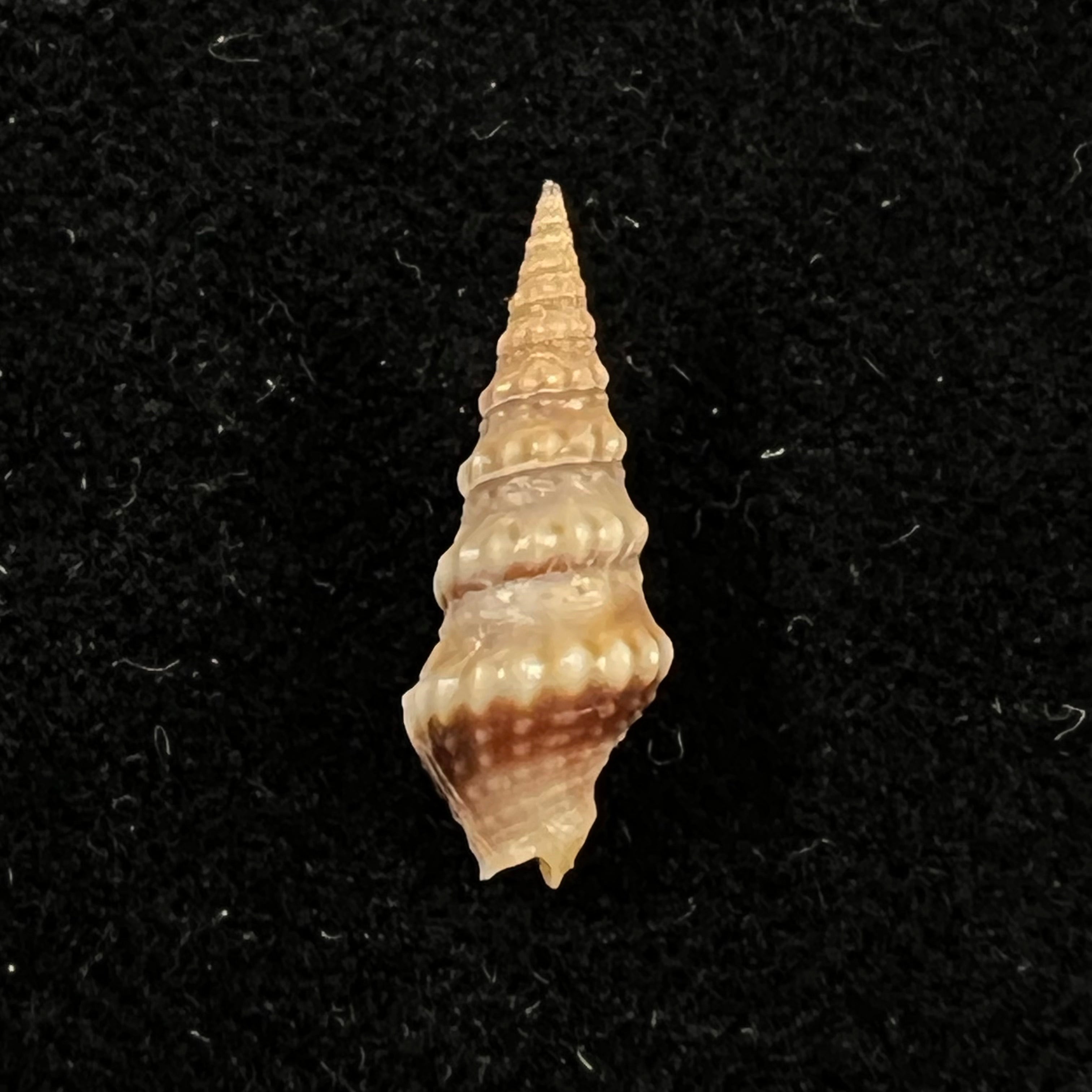 Drillia pyramidata (Kiener, 1839) - 17,1mm