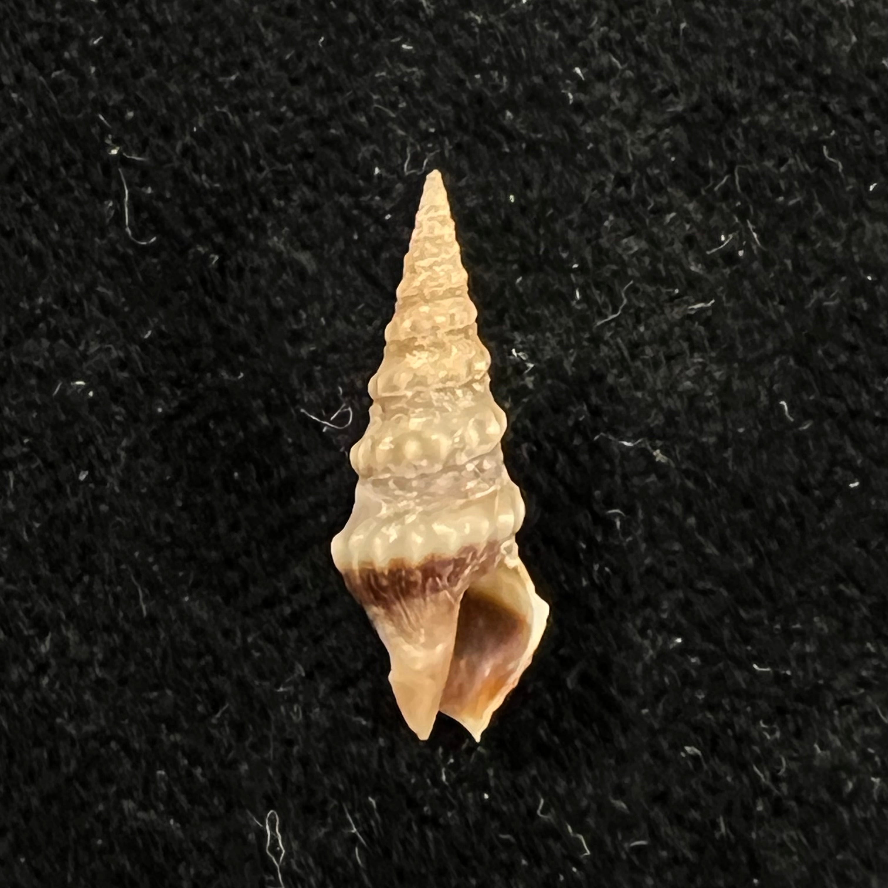 Drillia pyramidata (Kiener, 1839) - 17,1mm