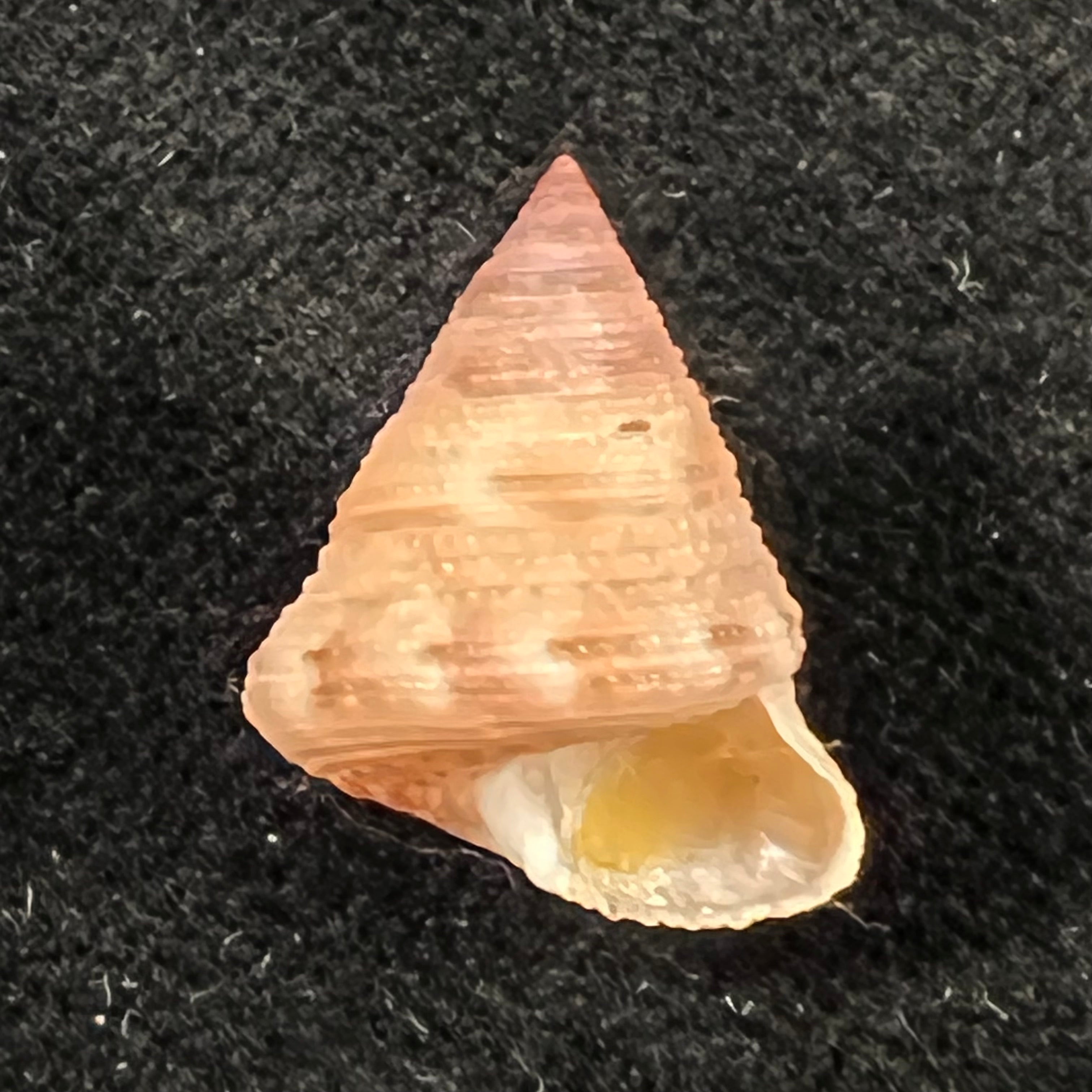 Calliostoma adspersum (R. A. Philippi, 1851) - 17,7mm