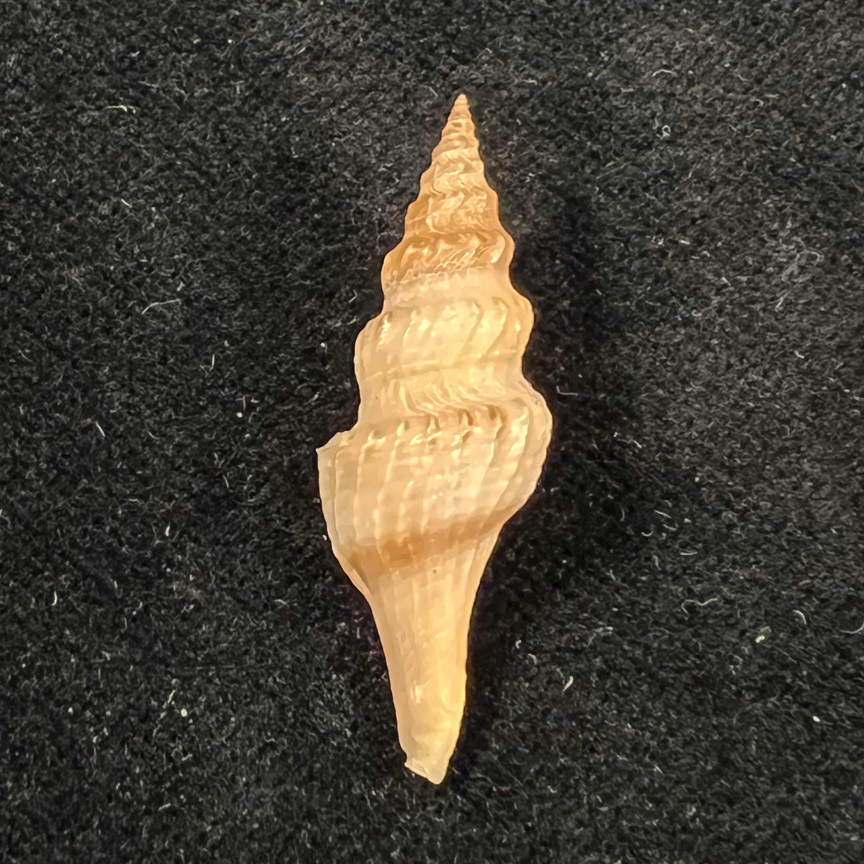 Fusiturris undatiruga (Bivona e Bernardi, 1838) - 34,6mm