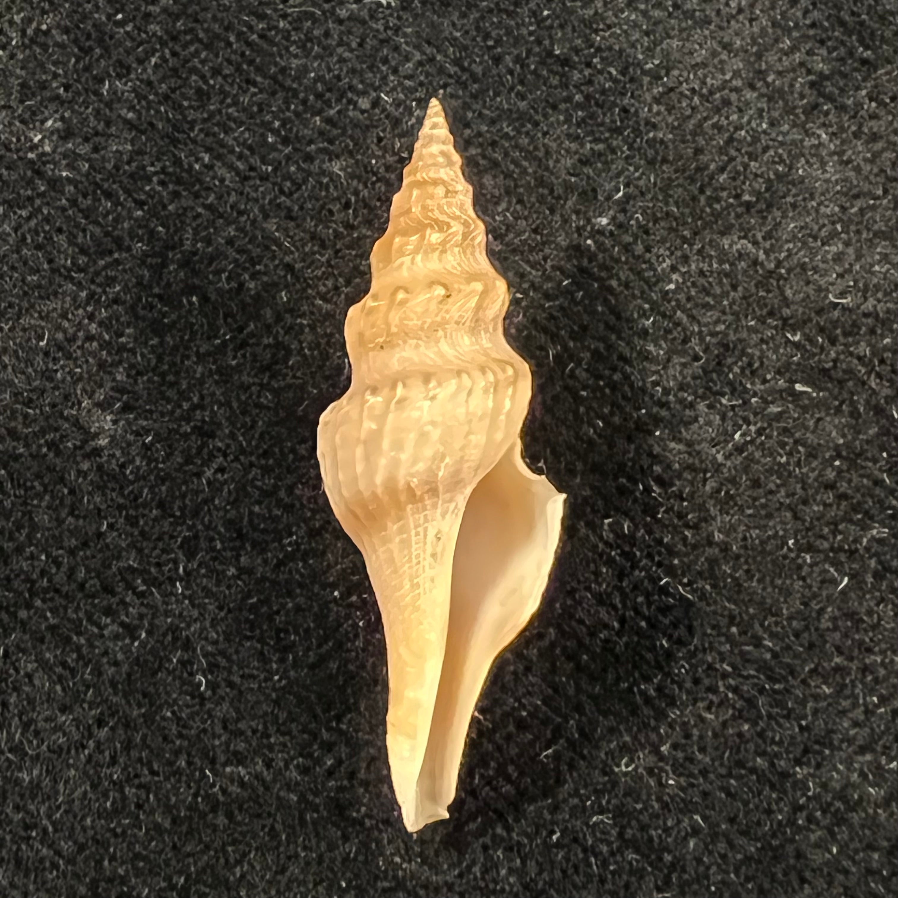 Fusiturris undatiruga (Bivona e Bernardi, 1838) - 34,6mm