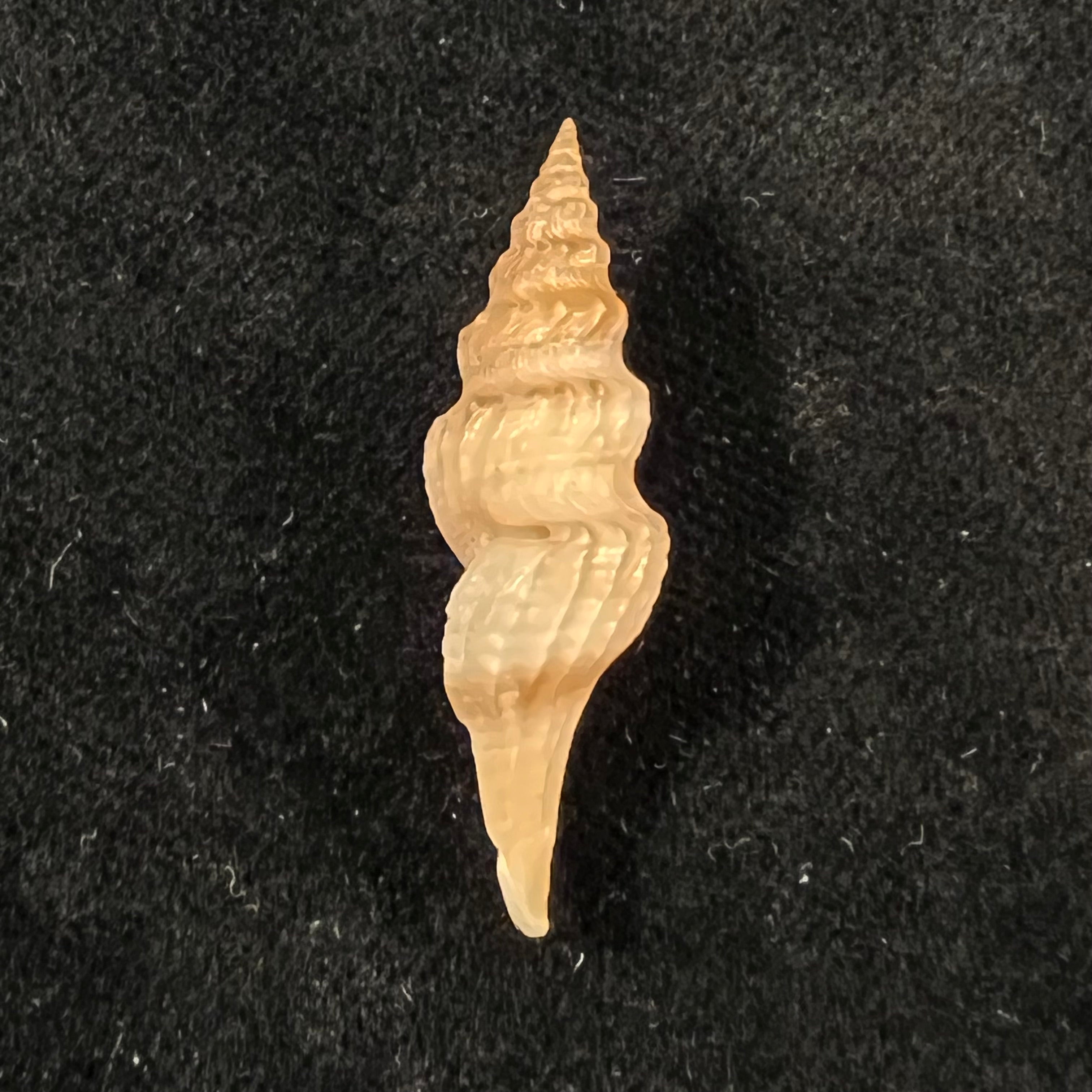 Fusiturris undatiruga (Bivona e Bernardi, 1838) - 34,6mm