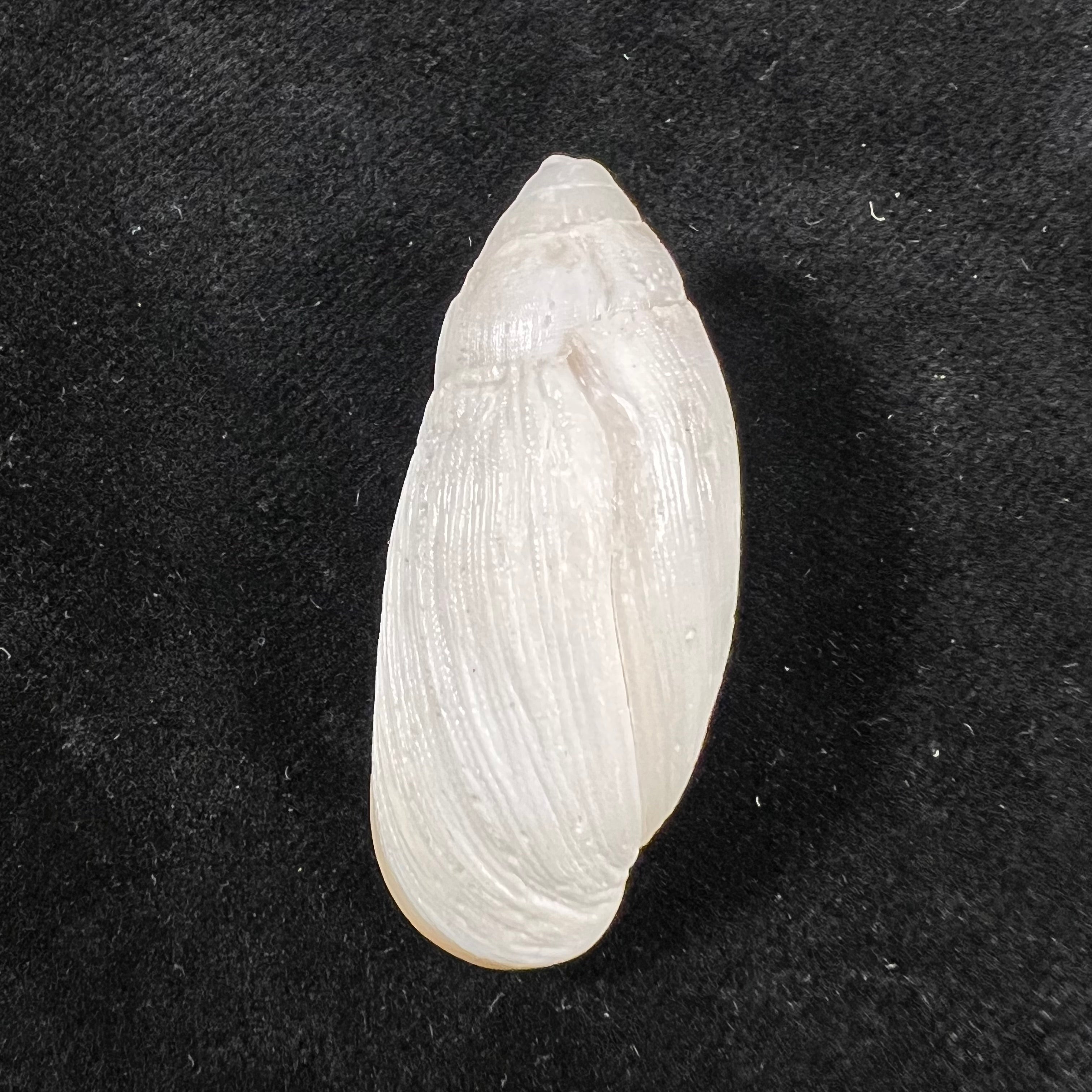 Ellobium aurisjudae (Linnaeus, 1758) - 43,2mm