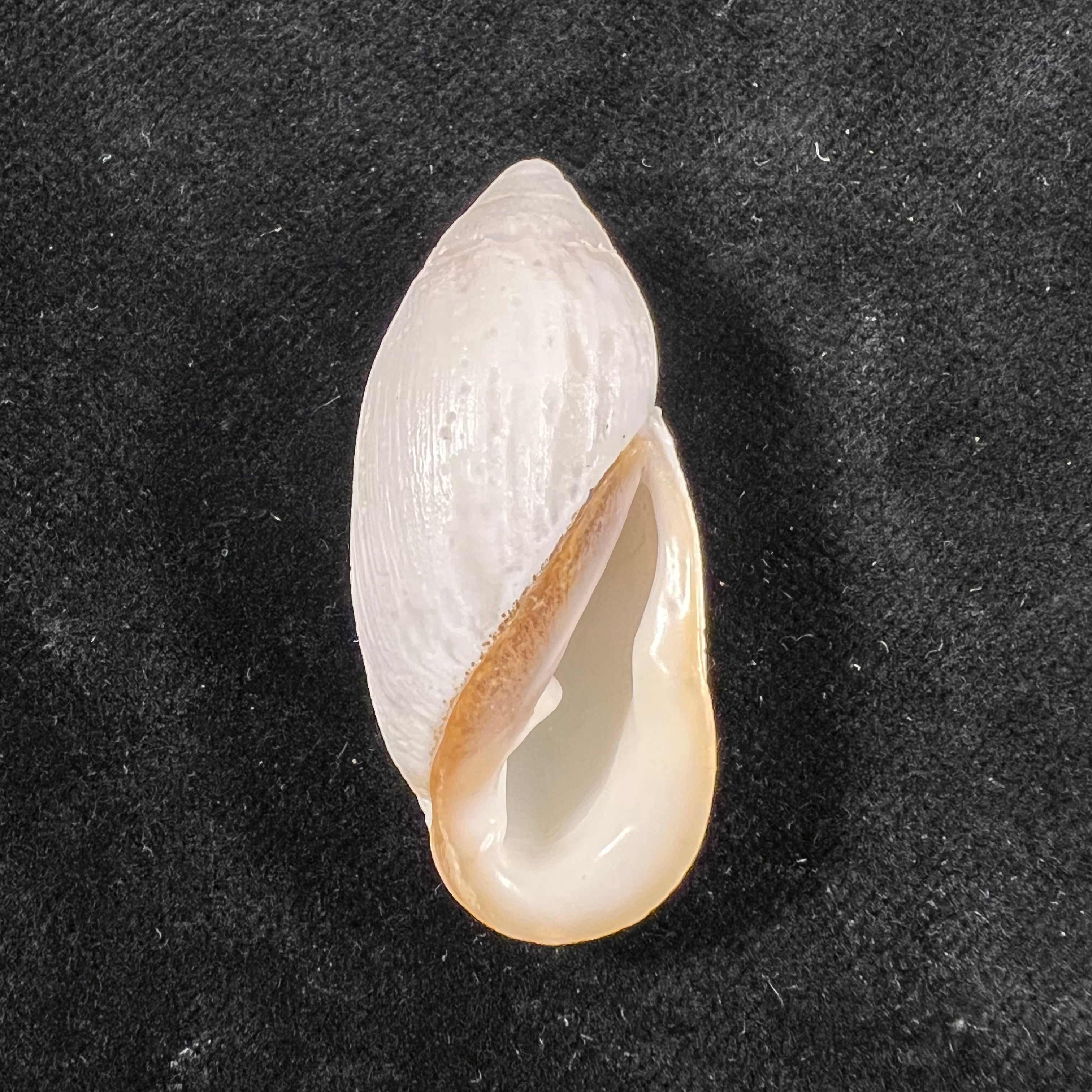 Ellobium aurisjudae (Linnaeus, 1758) - 43,2mm