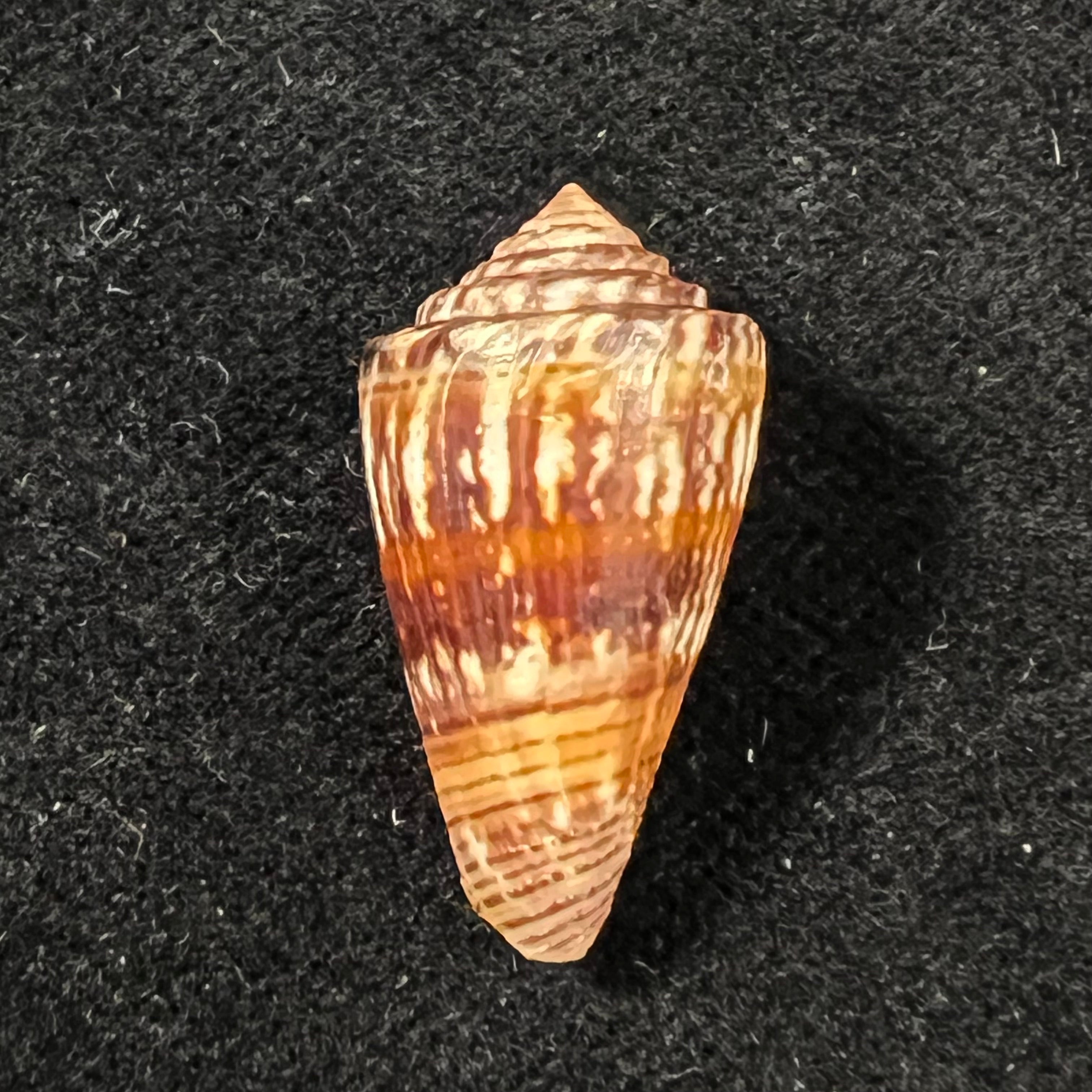 Conus brasiliensis Clench, 1942 - 23,9mm