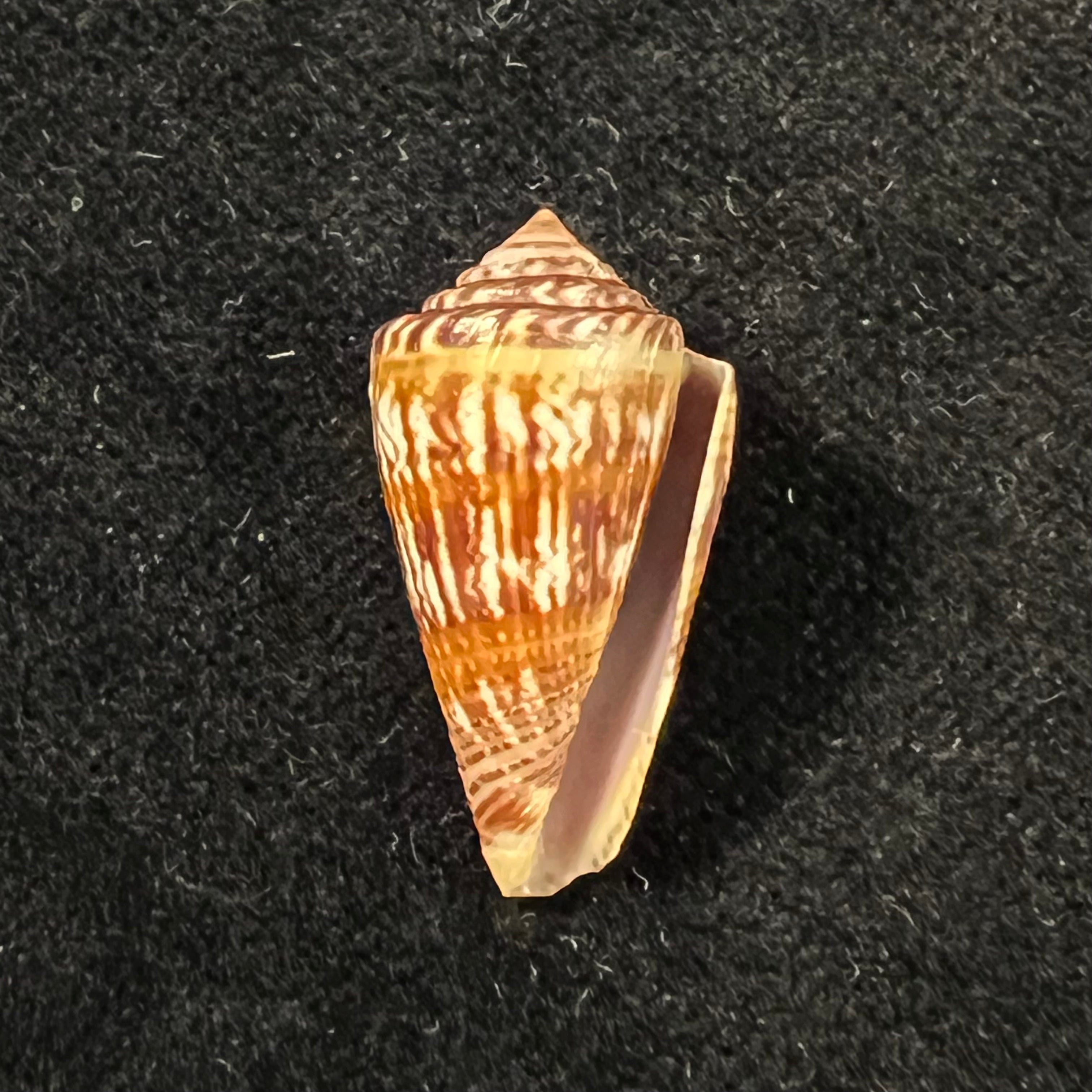 Conus brasiliensis Clench, 1942 - 23,9mm
