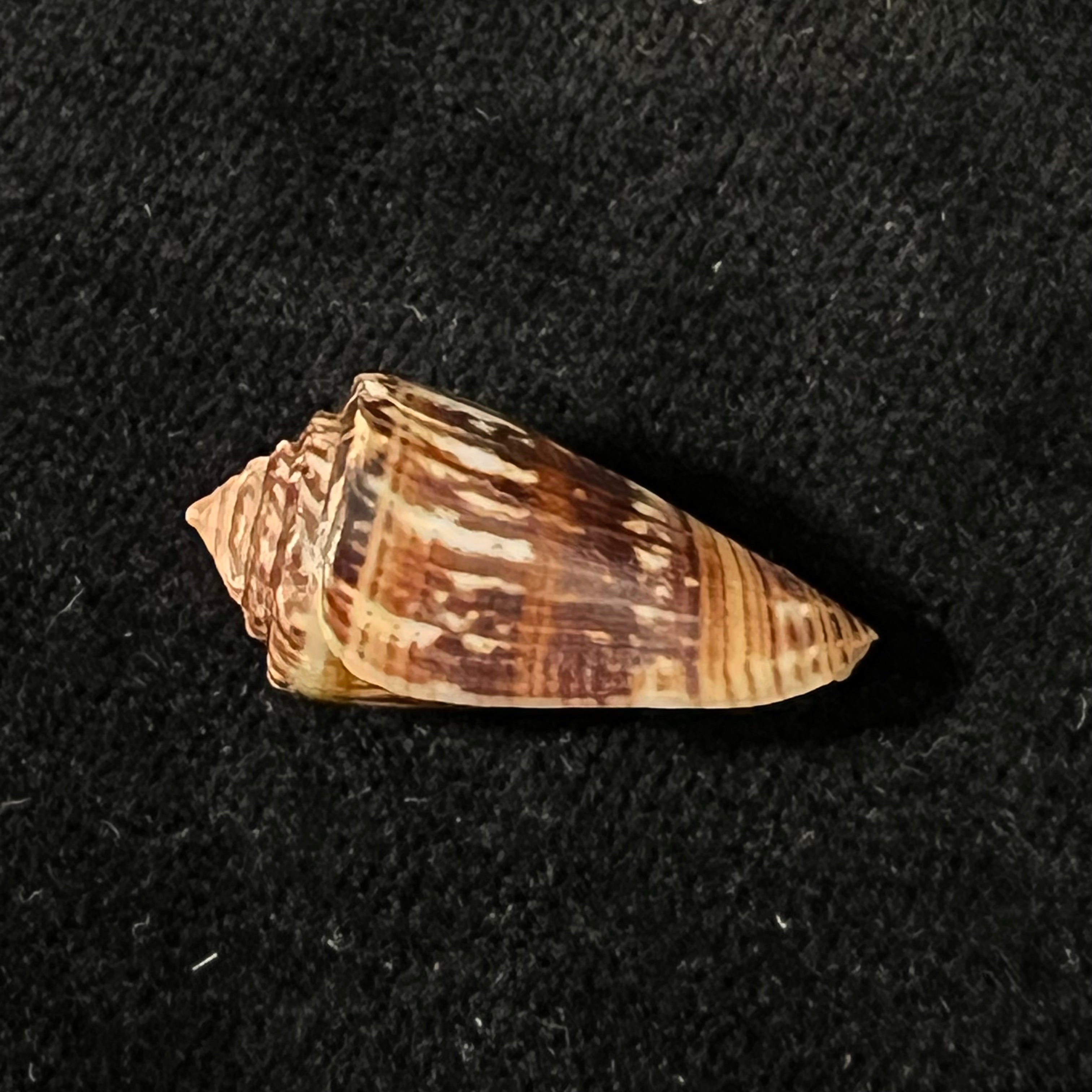 Conus brasiliensis Clench, 1942 - 23,9mm