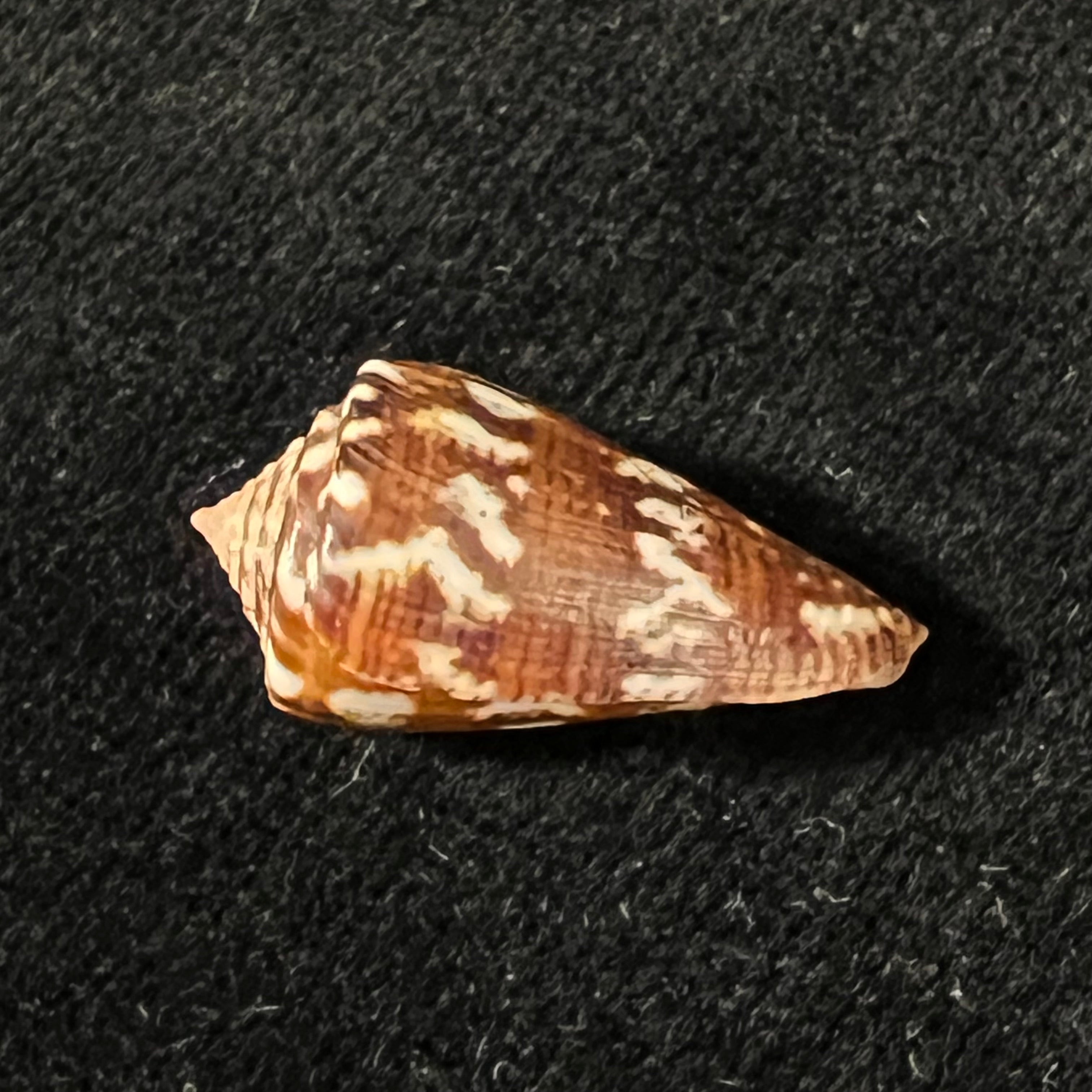 Conus brasiliensis Clench, 1942 - 22,9mm