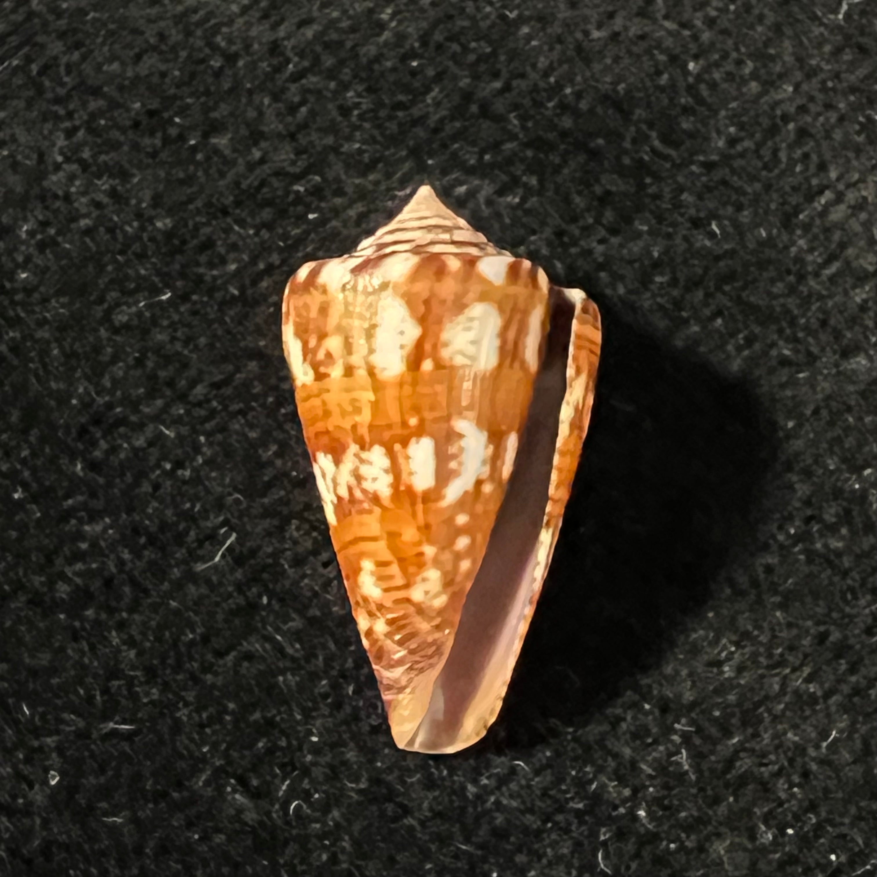 Conus brasiliensis Clench, 1942 - 22,9mm
