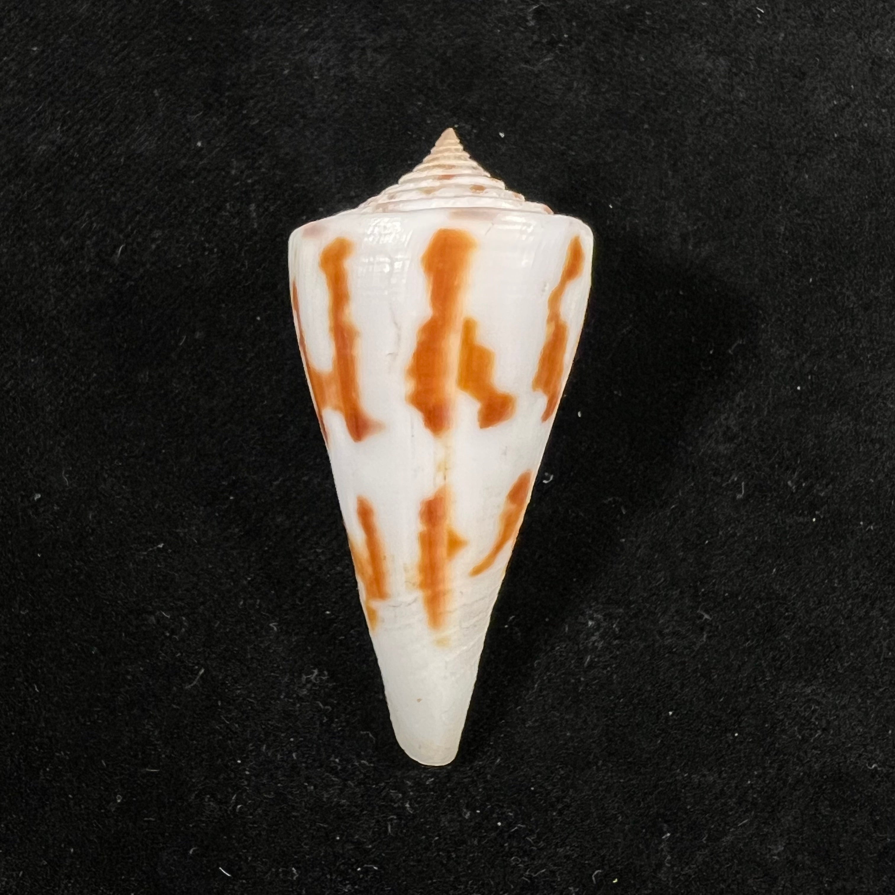 Conus poormani S. S. Berry, 1968 - 52,6mm
