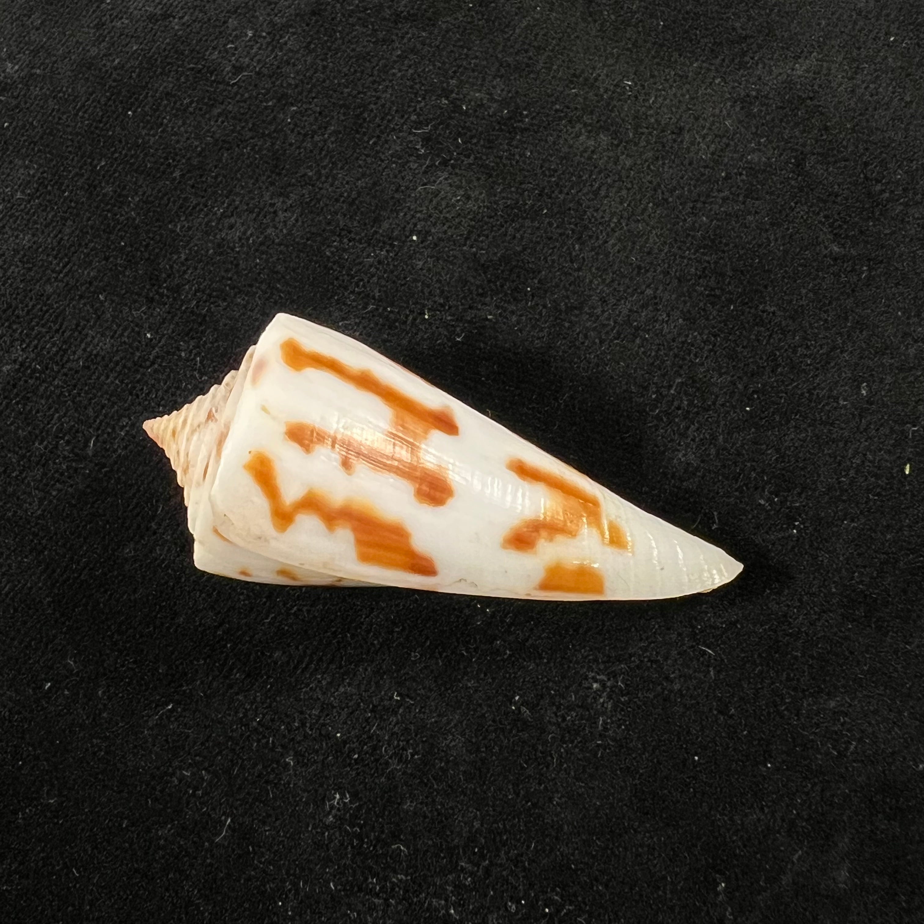 Conus poormani S. S. Berry, 1968 - 52,6mm
