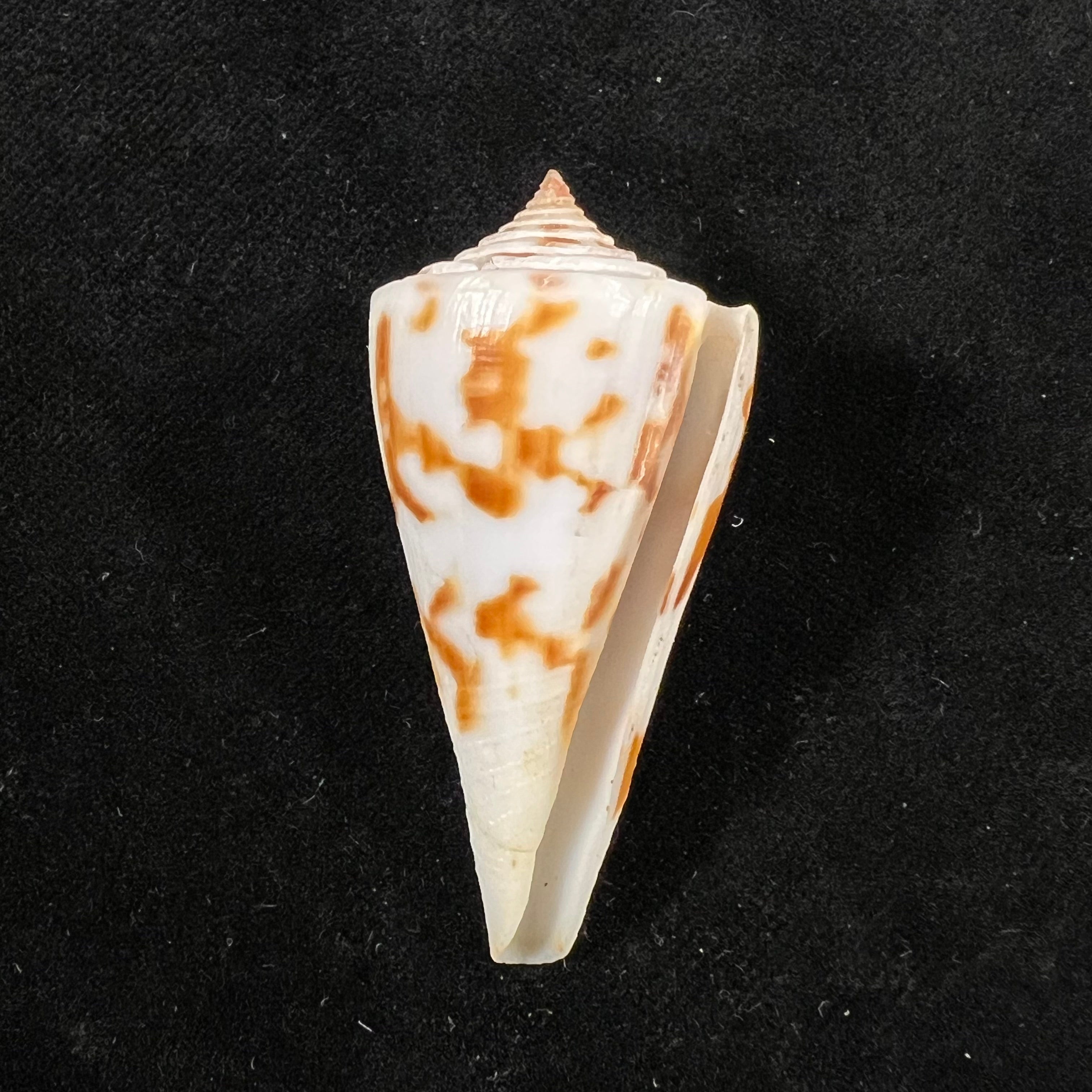 Conus poormani S. S. Berry, 1968 - 52,6mm